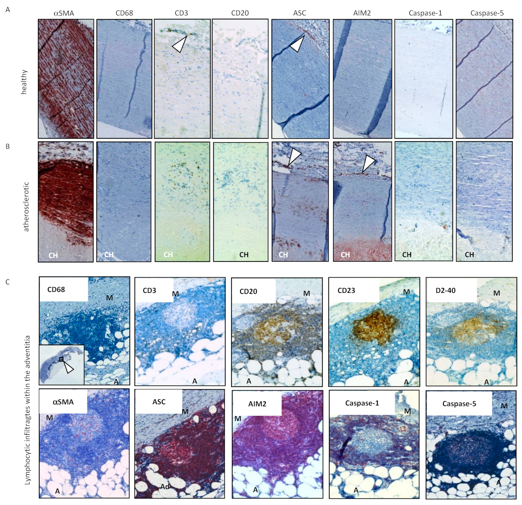 Cells 10 02433 g003 Cells 10 02433 g003