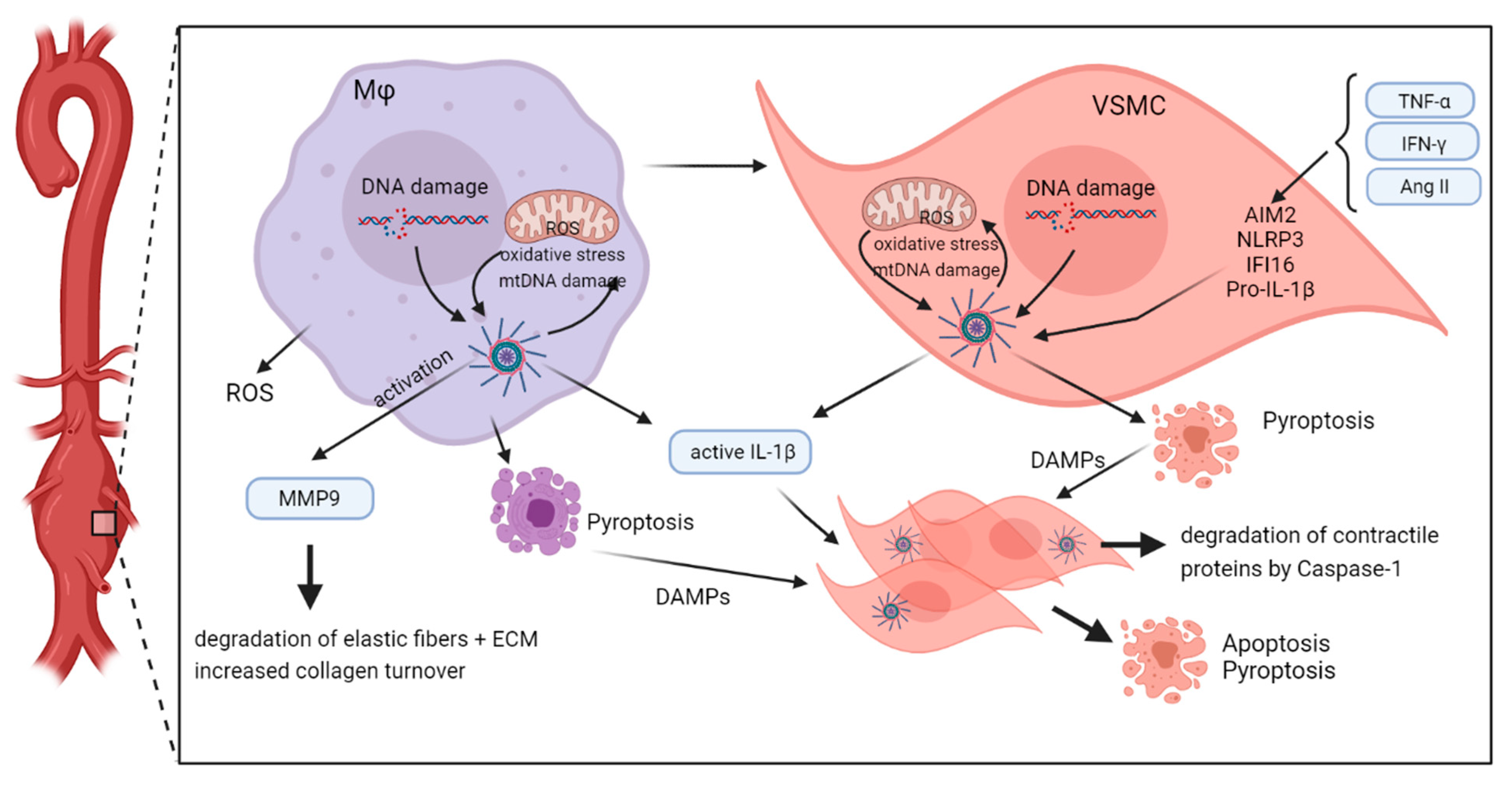 Cells 10 02433 g004 Cells 10 02433 g004