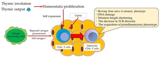 T Cell Immunosenescence in Aging, Obesity, and Cardiovascular Disease