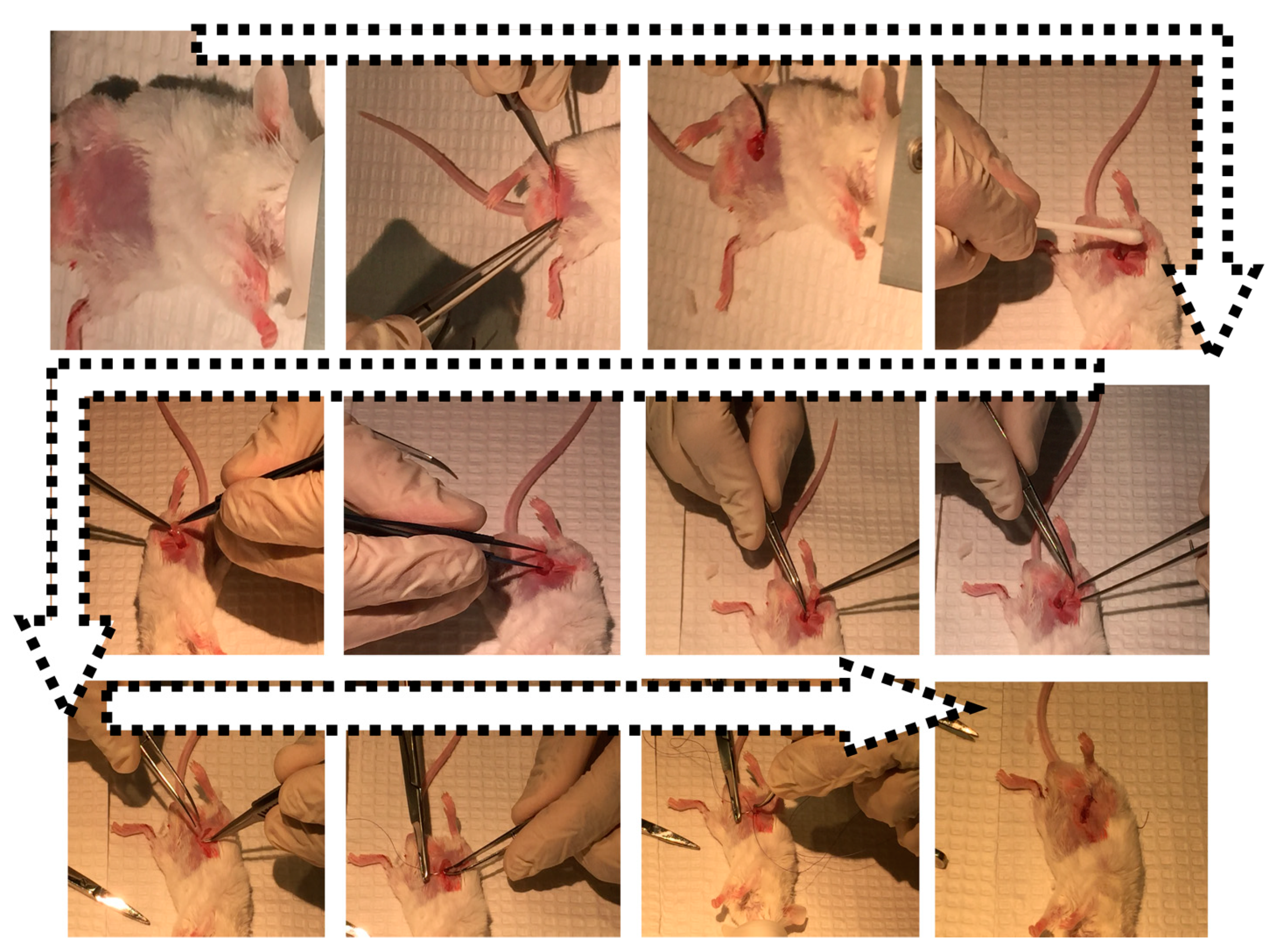 Cells 10 02437 g002 Cells 10 02437 g002