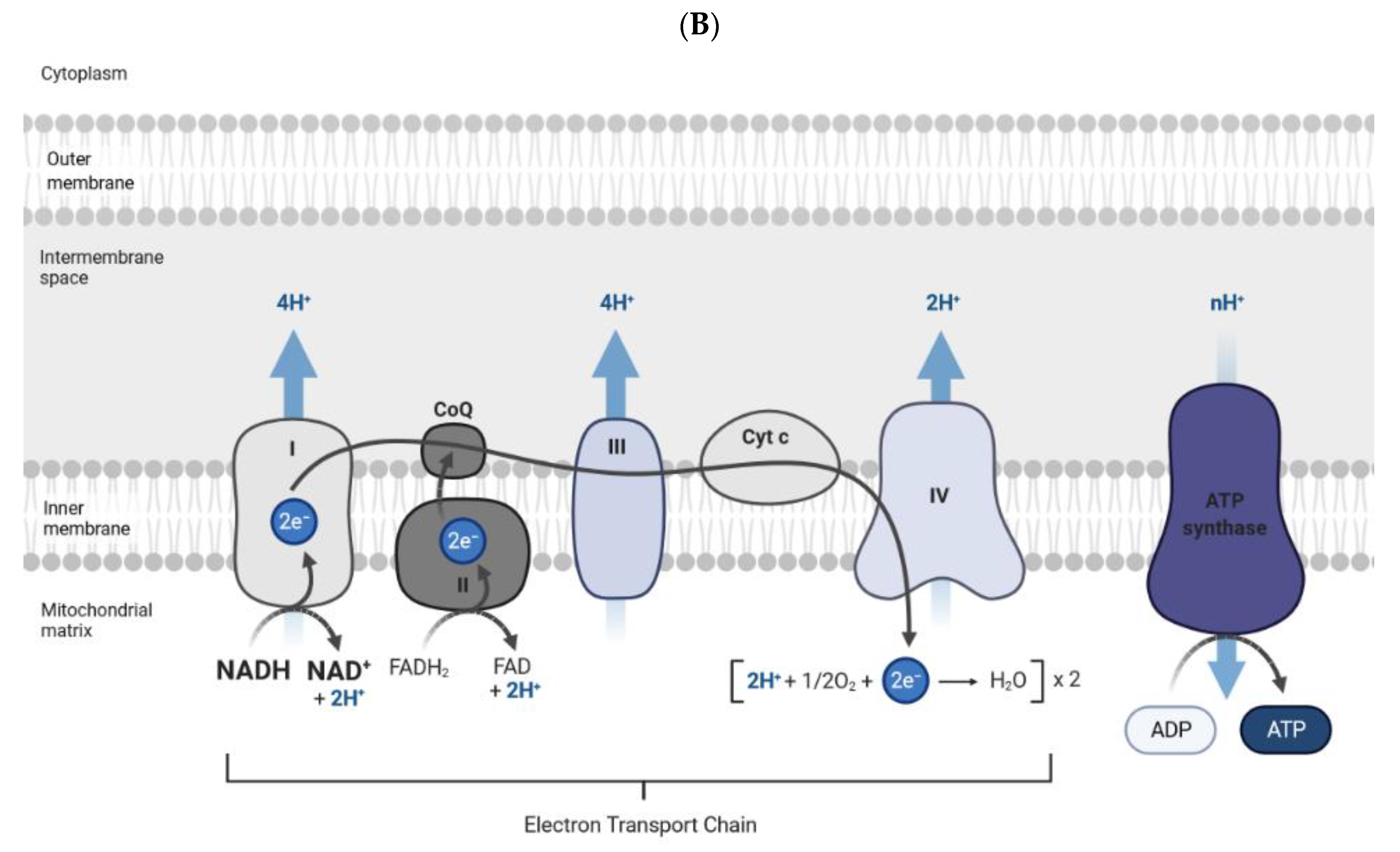 Cells 10 02441 g001b