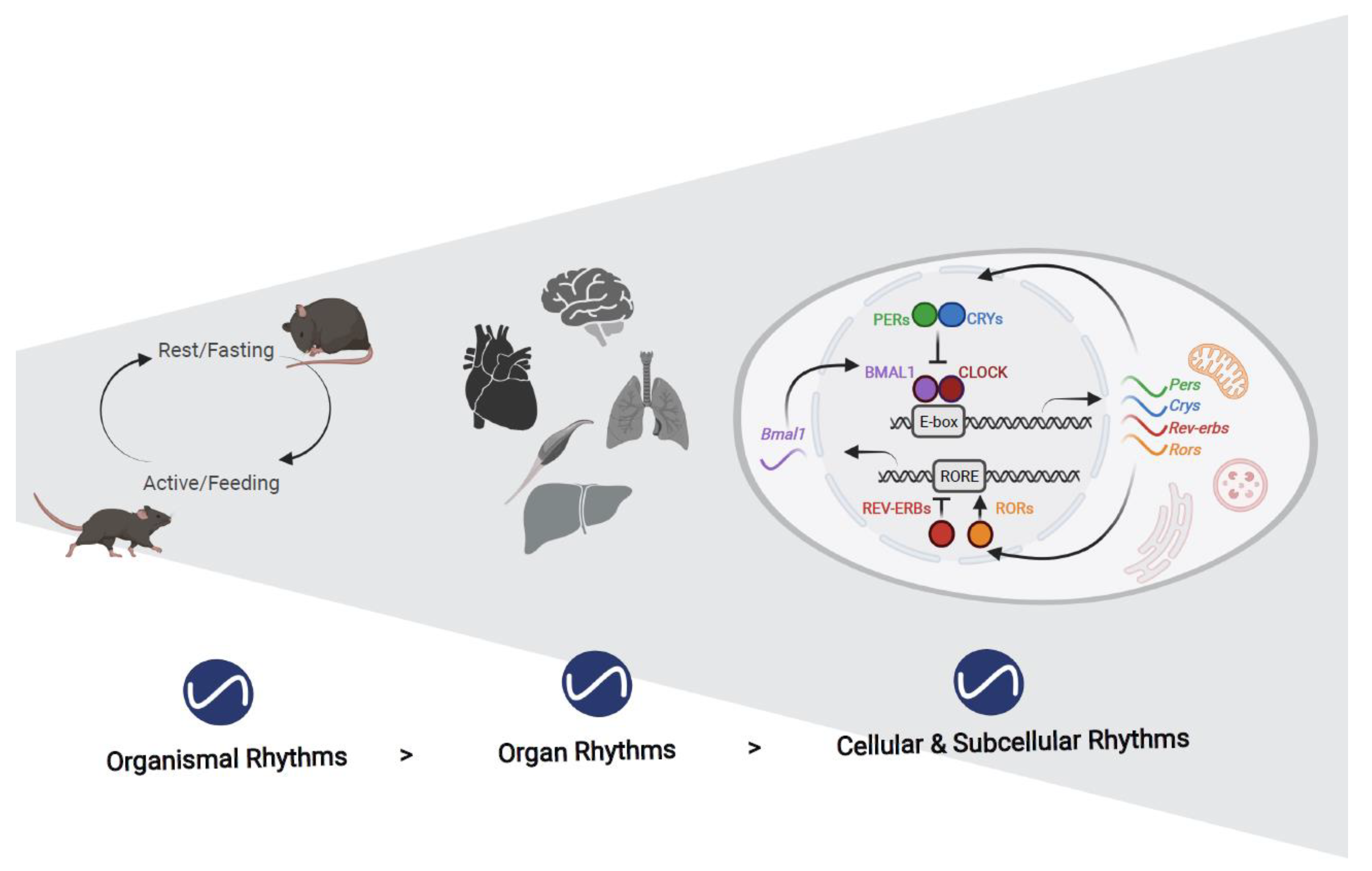 Cells | Free Full-Text | Circadian Organelles: Rhythms at All Scales Cells | Free Full-Text | Circadian Organelles: Rhythms at All Scales