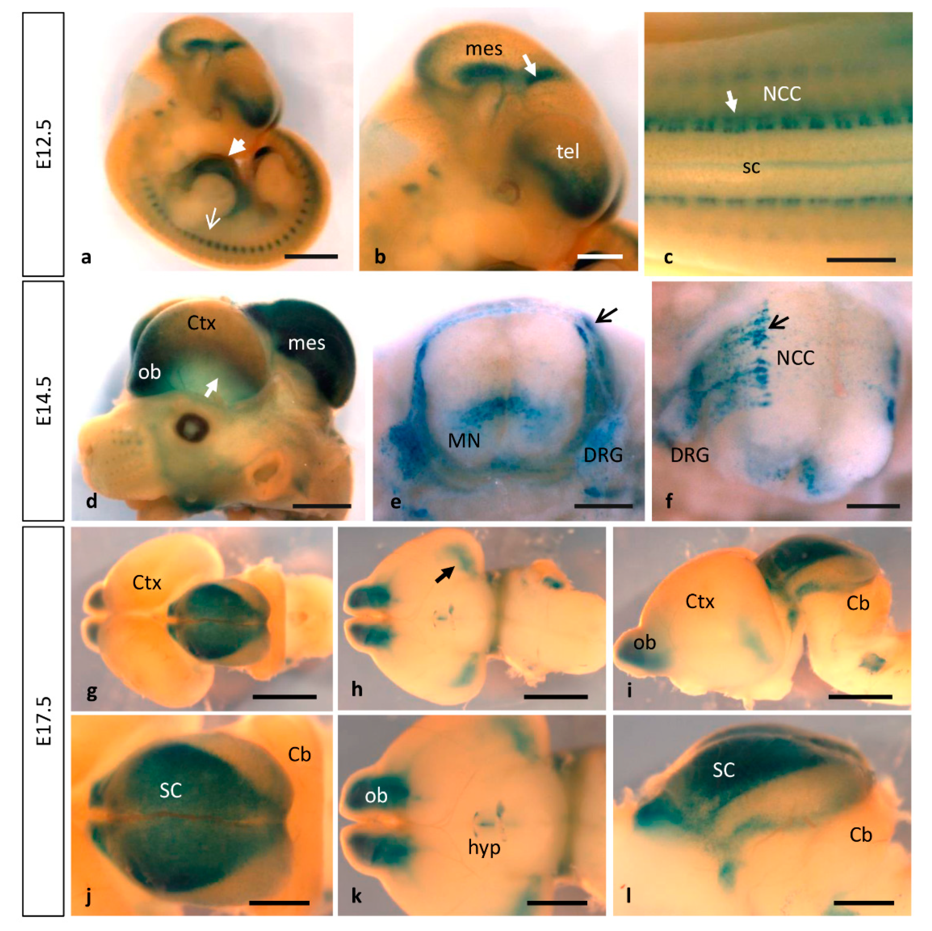 Cells 10 02448 g004 Cells 10 02448 g004