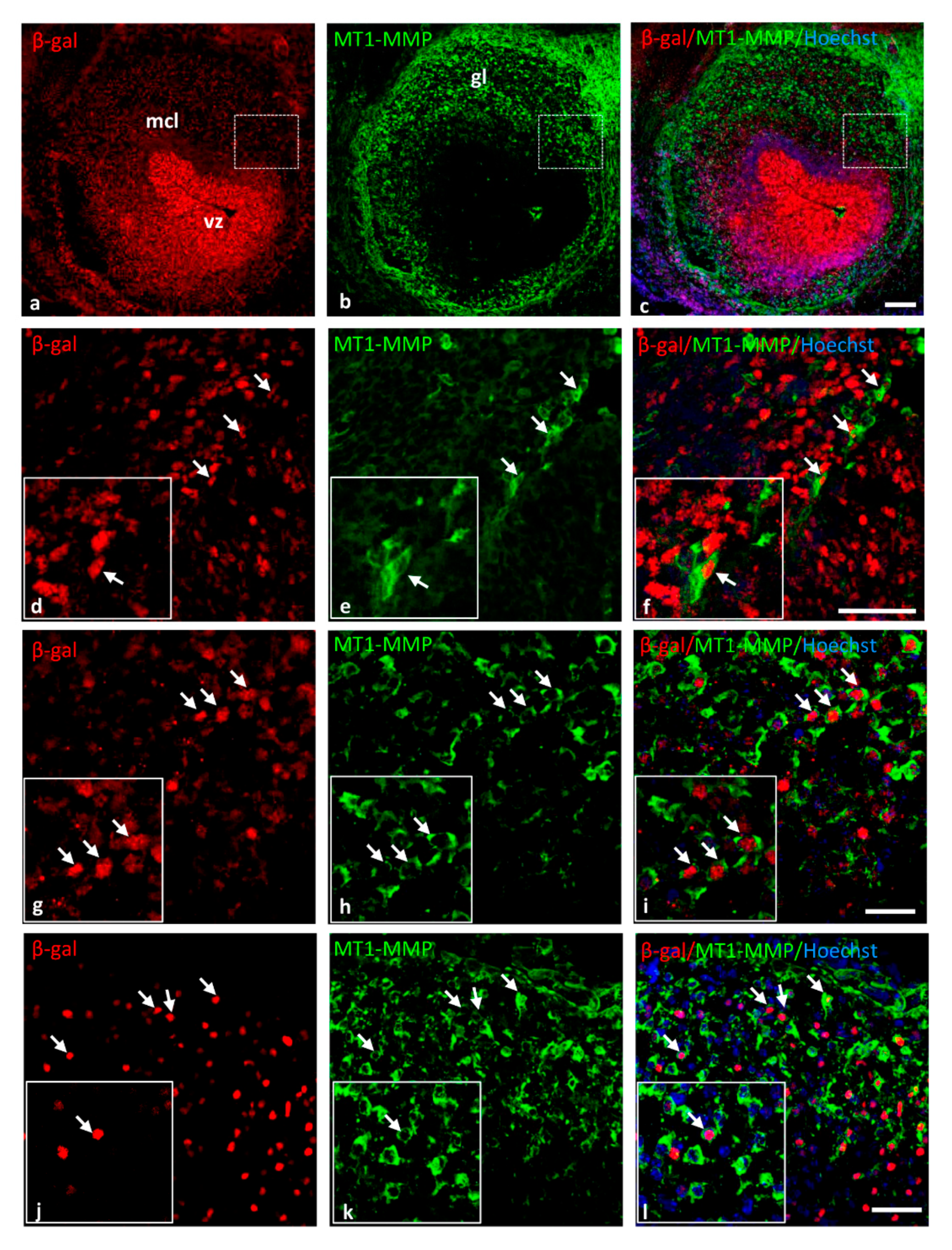 Cells 10 02448 g006 Cells 10 02448 g006