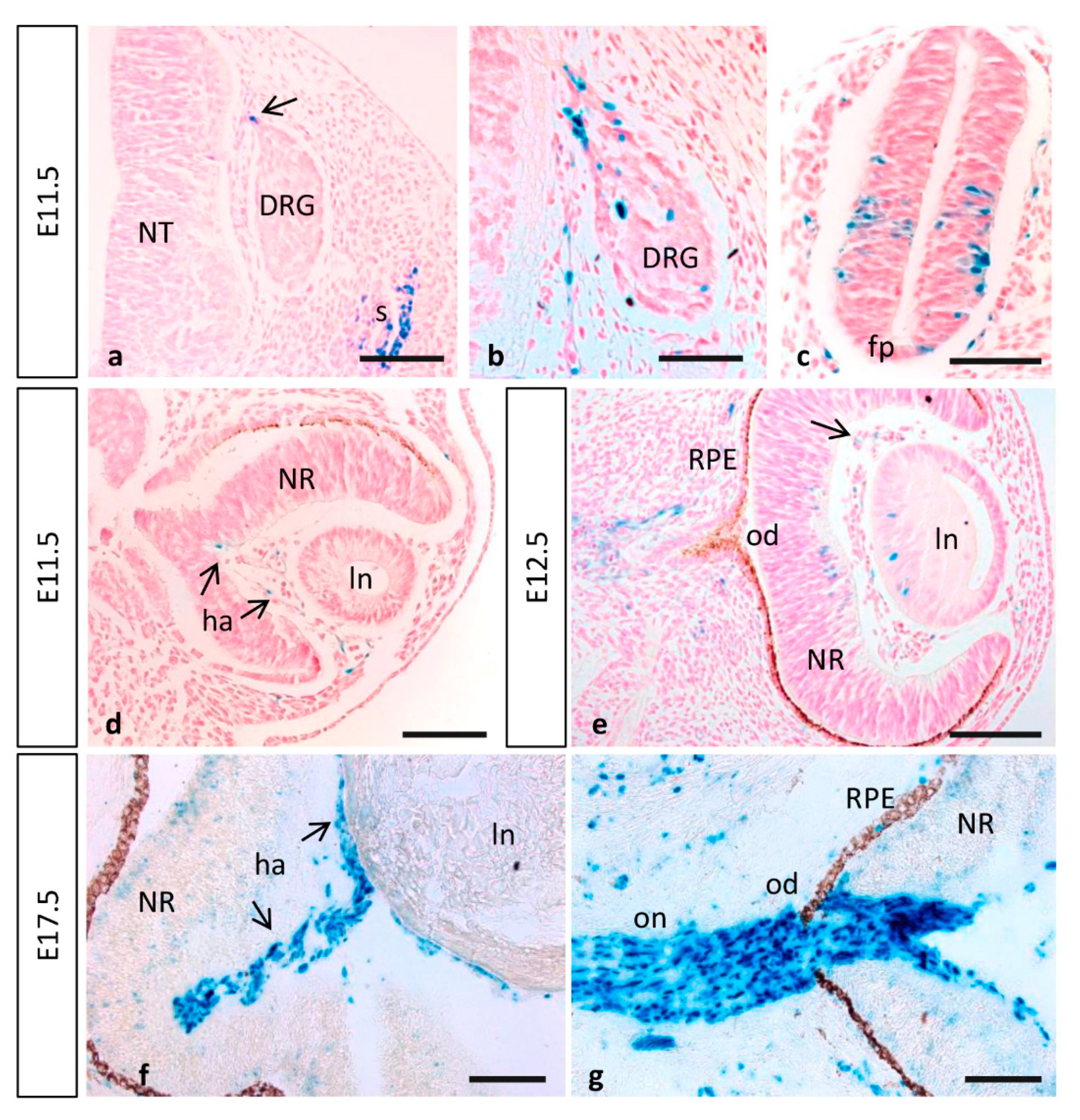 Cells 10 02448 g007 Cells 10 02448 g007
