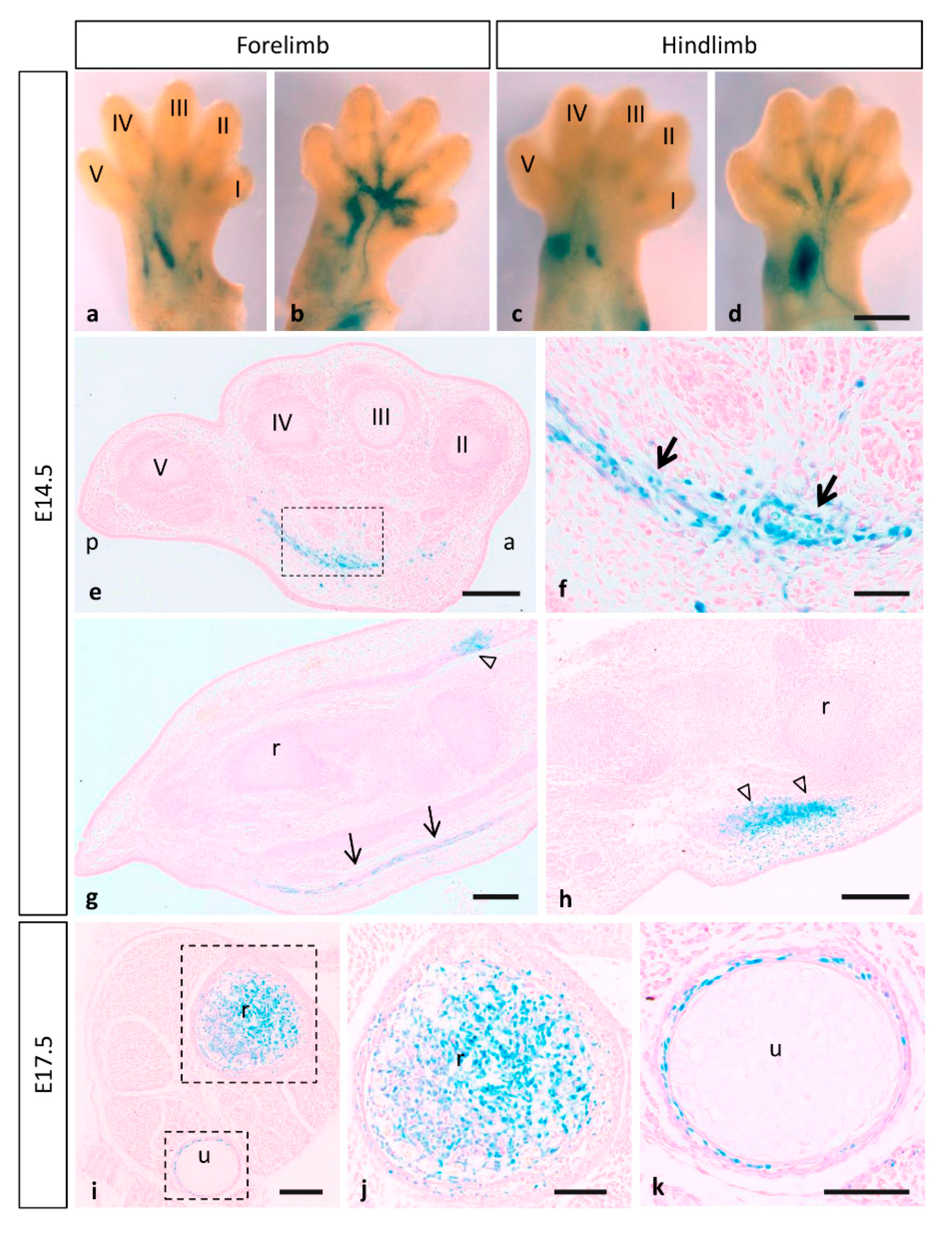 Cells 10 02448 g008 Cells 10 02448 g008