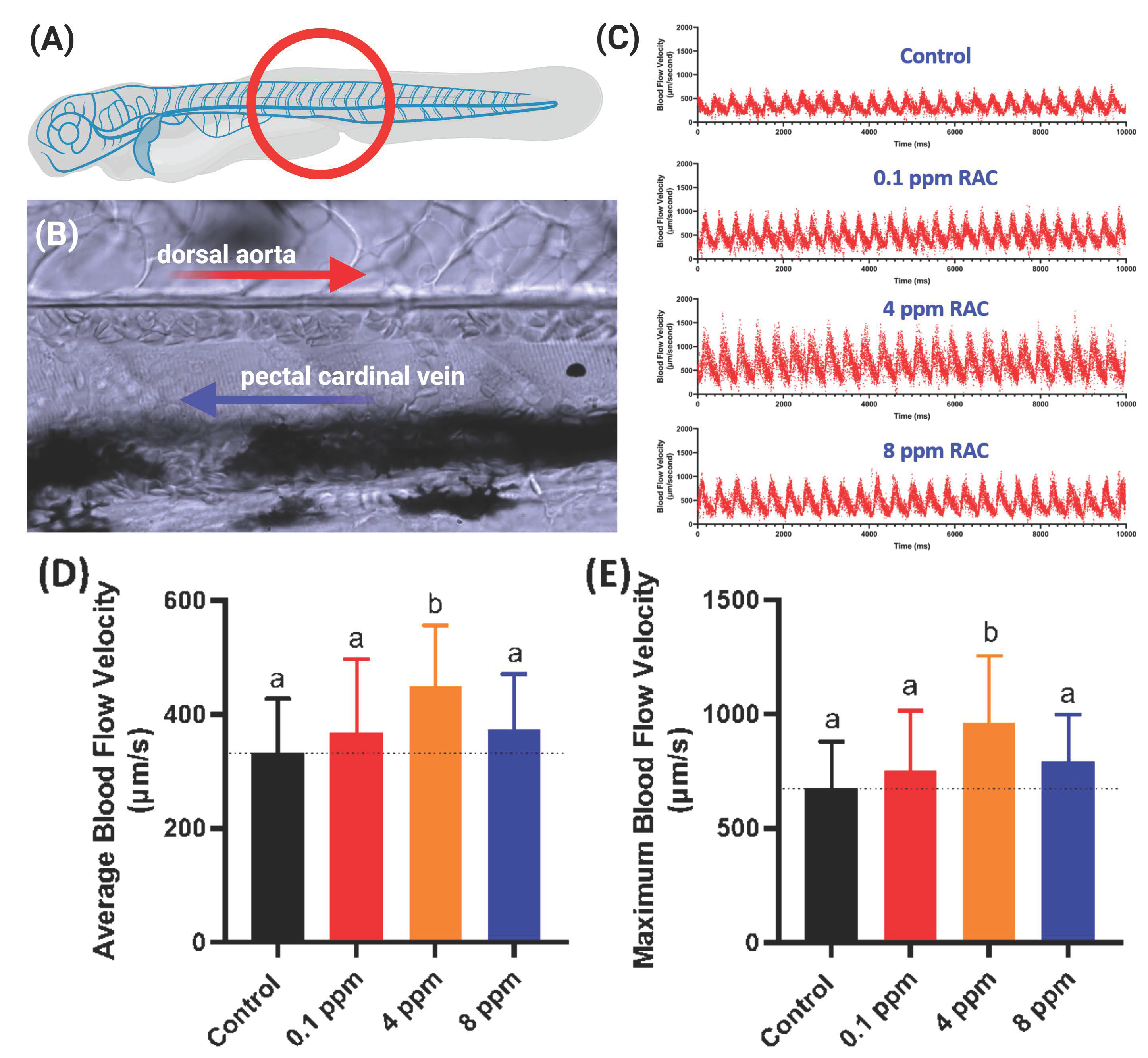 Cells 10 02449 g005 Cells 10 02449 g005