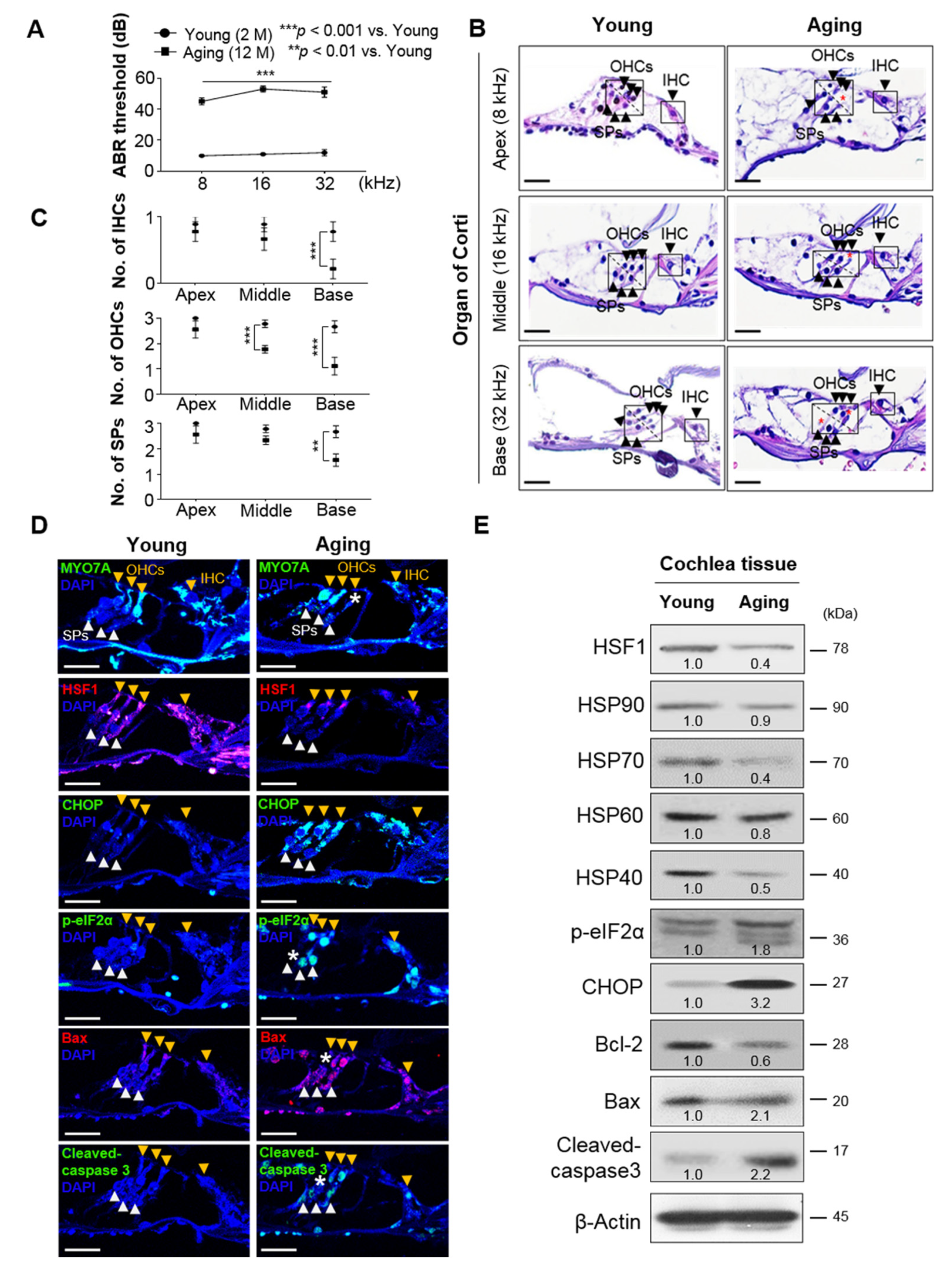 Cells 10 02454 g001 Cells 10 02454 g001