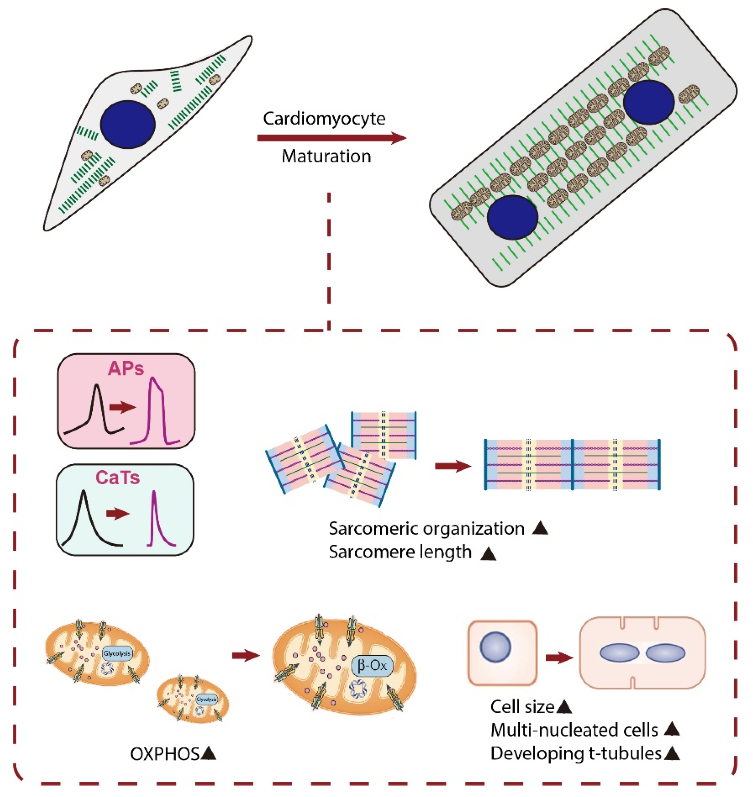 Cells Free Full-Text Mitochondrial Biogenesis, Mitochondrial Dynamics, and Mitophagy in the Maturation of Cardiomyocytes