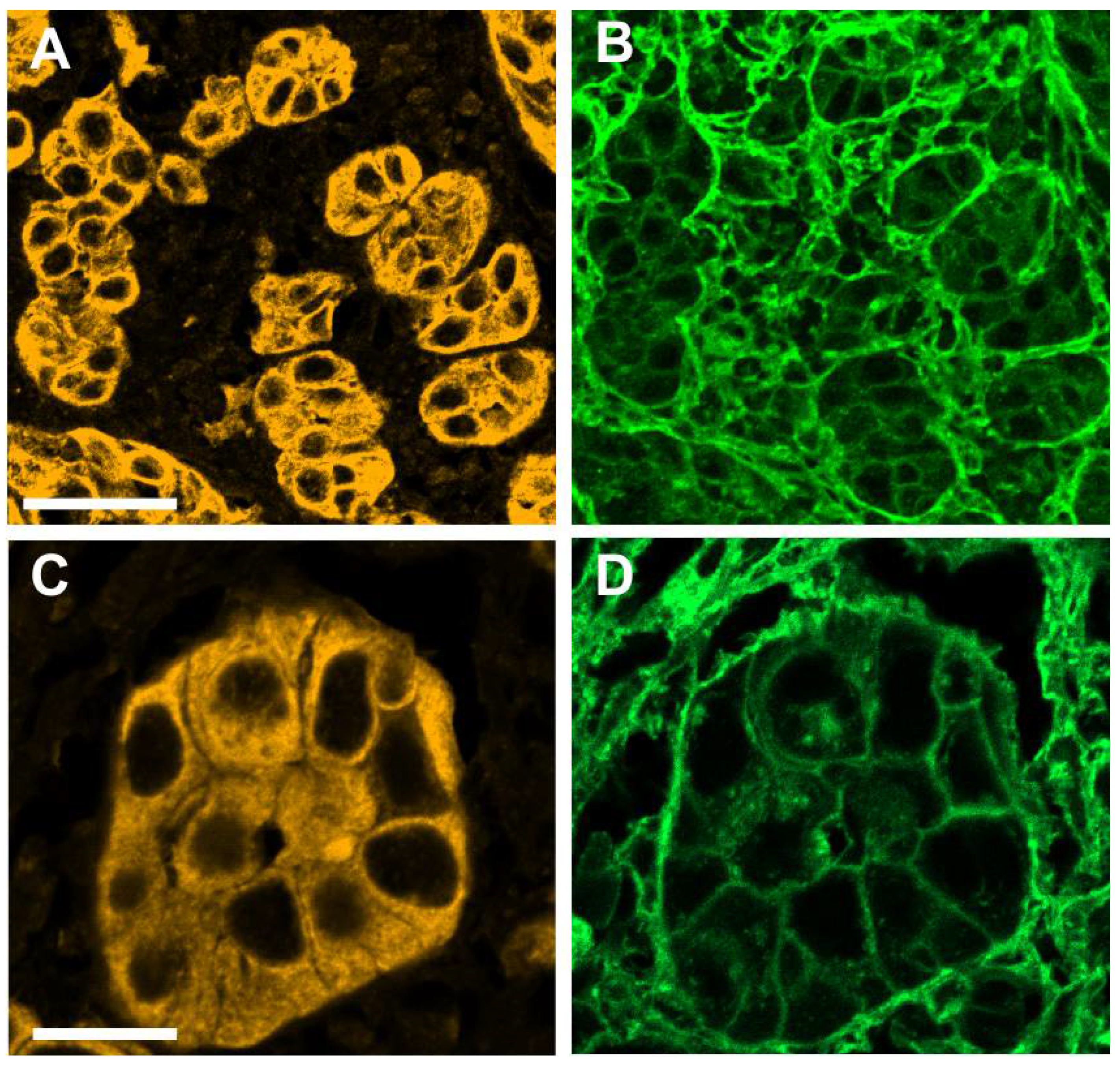 Cells 10 02466 g002 550