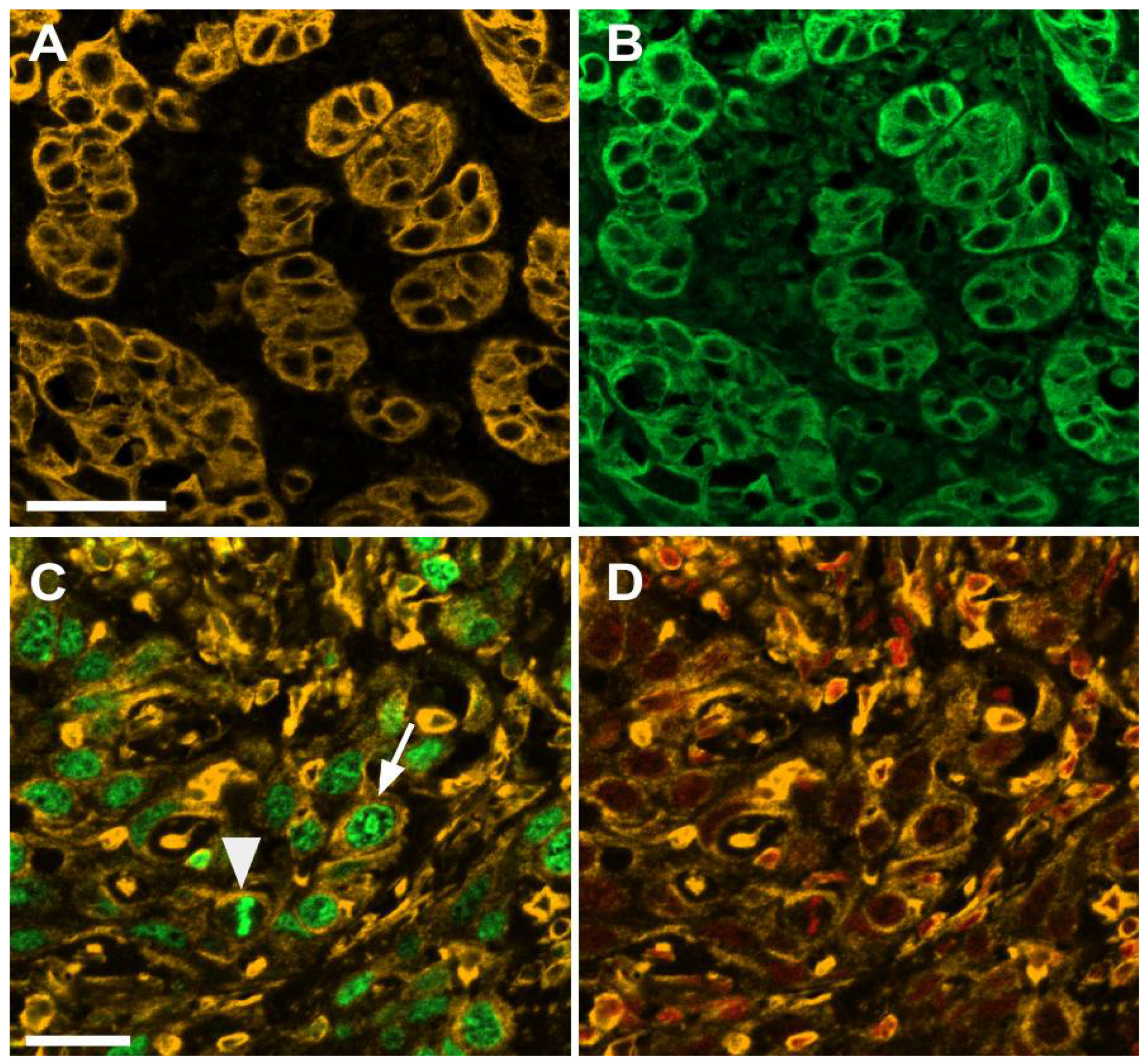 Cells 10 02466 g003 550