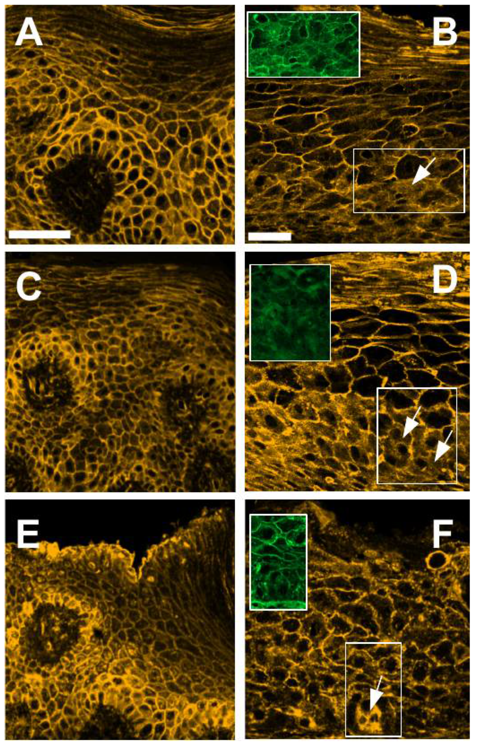 Cells 10 02466 g004 550