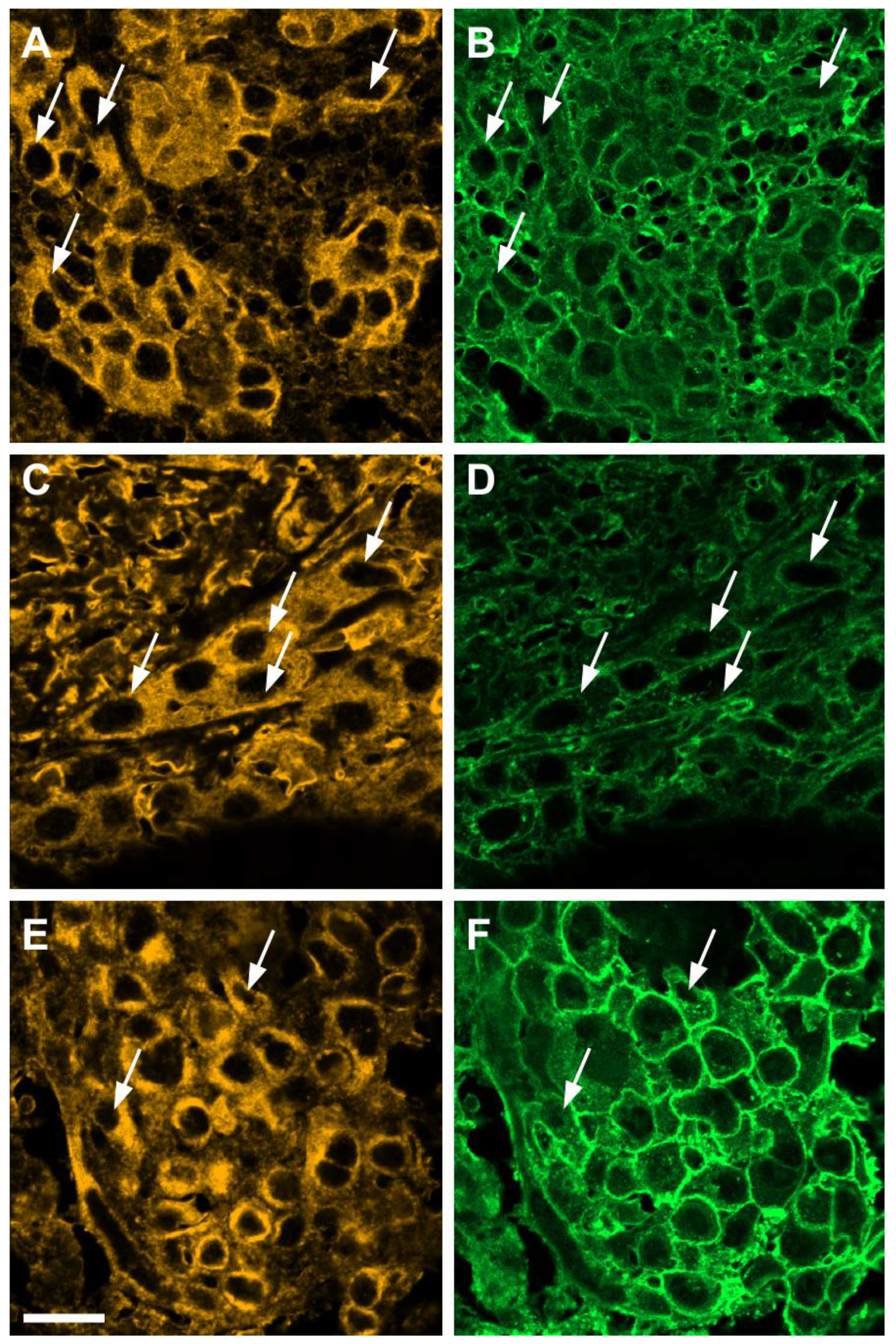 Cells 10 02466 g005 550