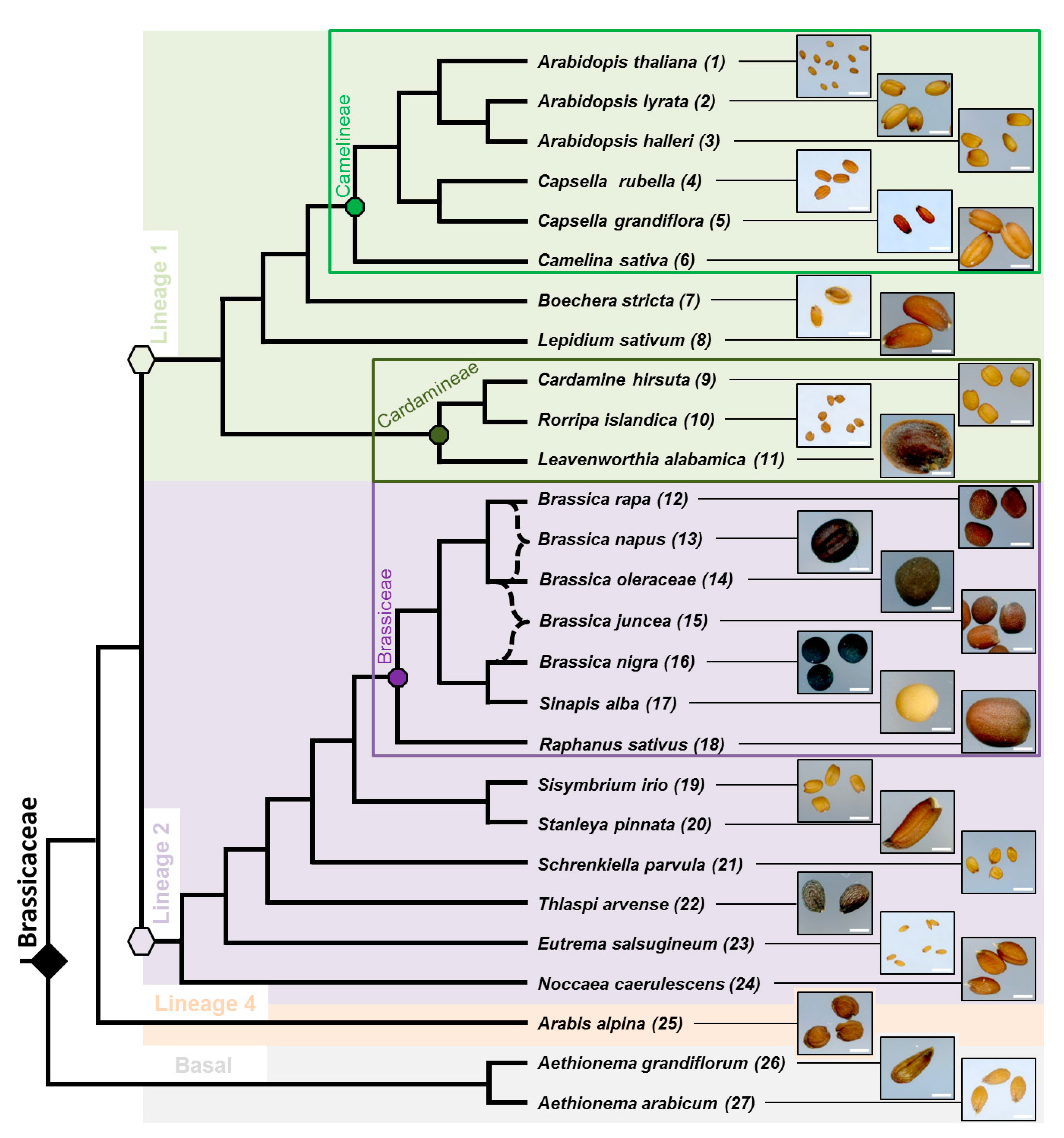 Cells 10 02470 g001 550