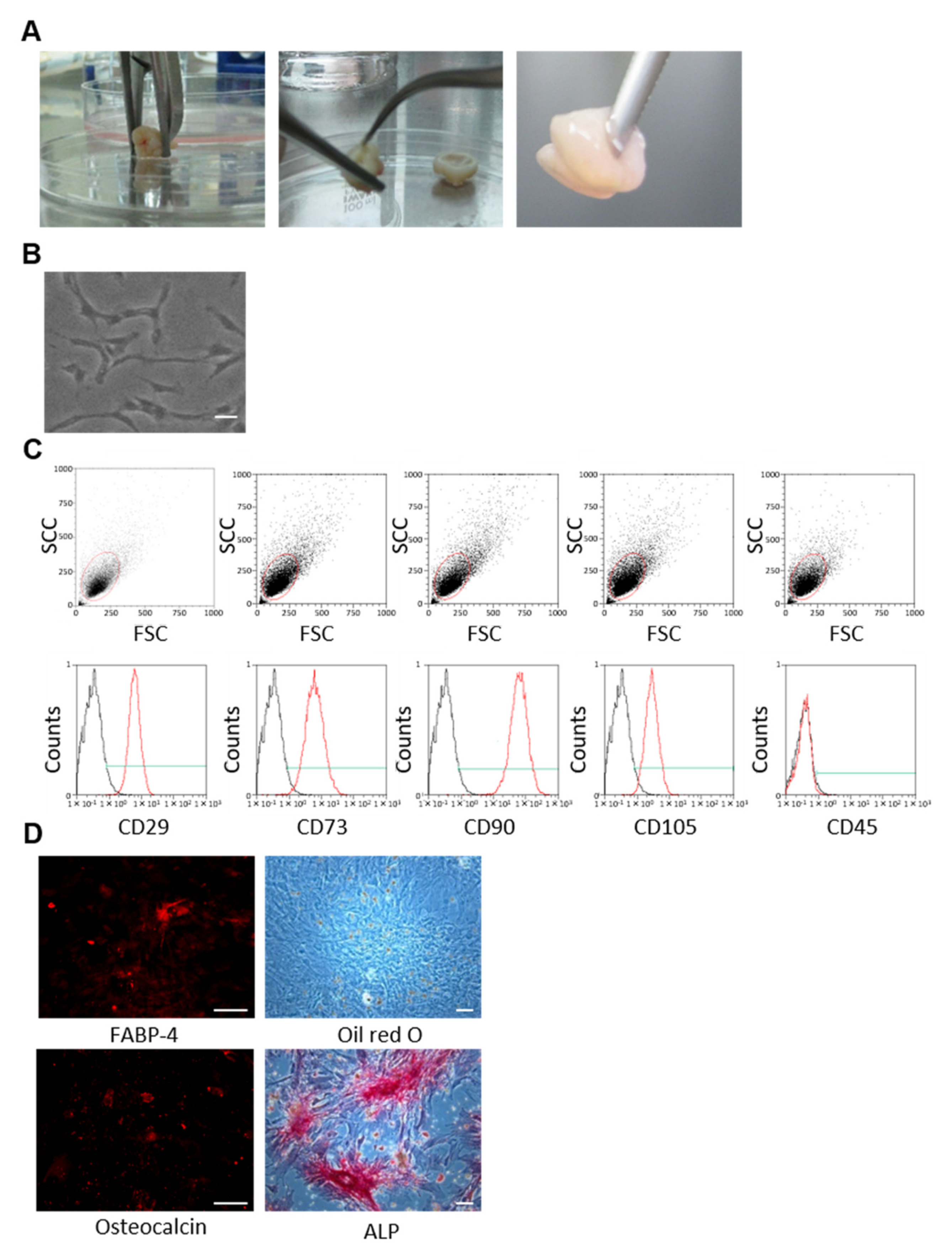 Cells 10 02473 g001 550