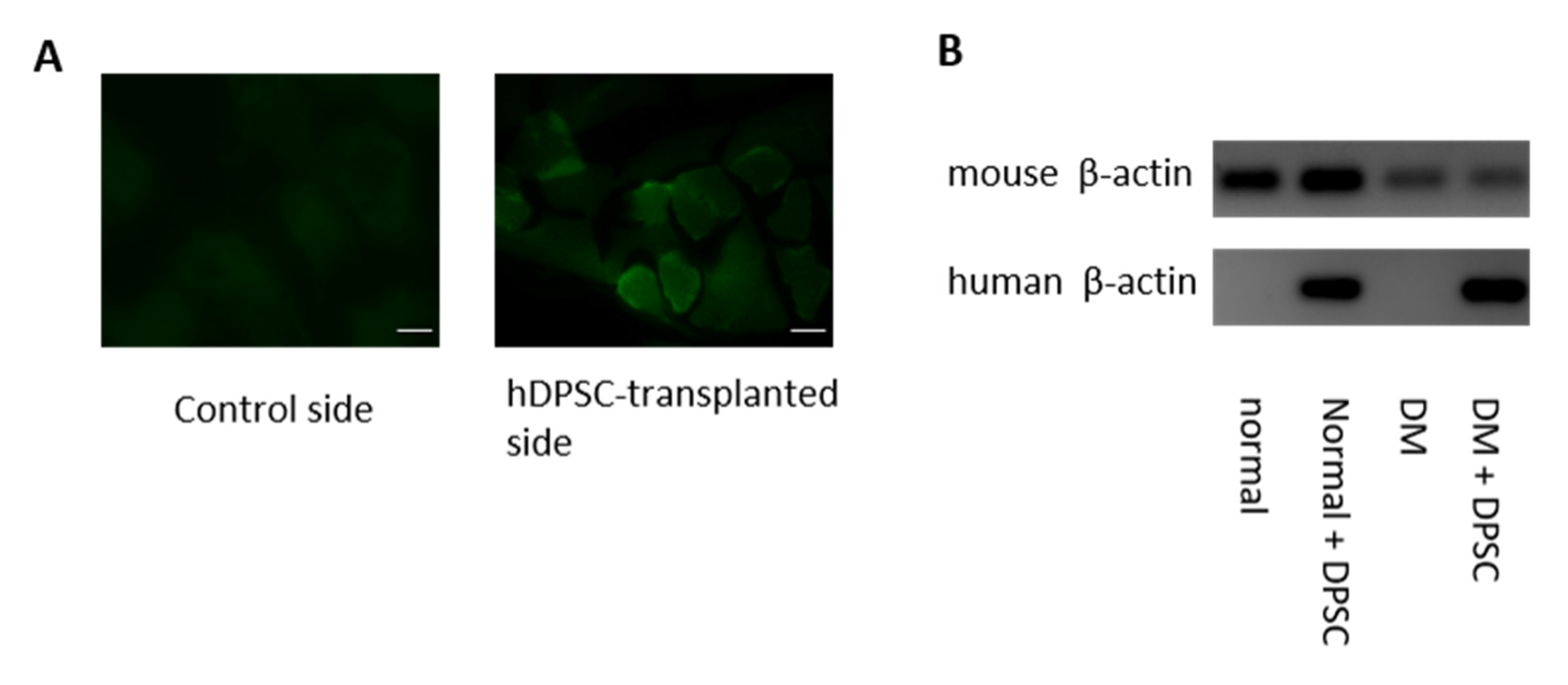 Cells 10 02473 g007 550