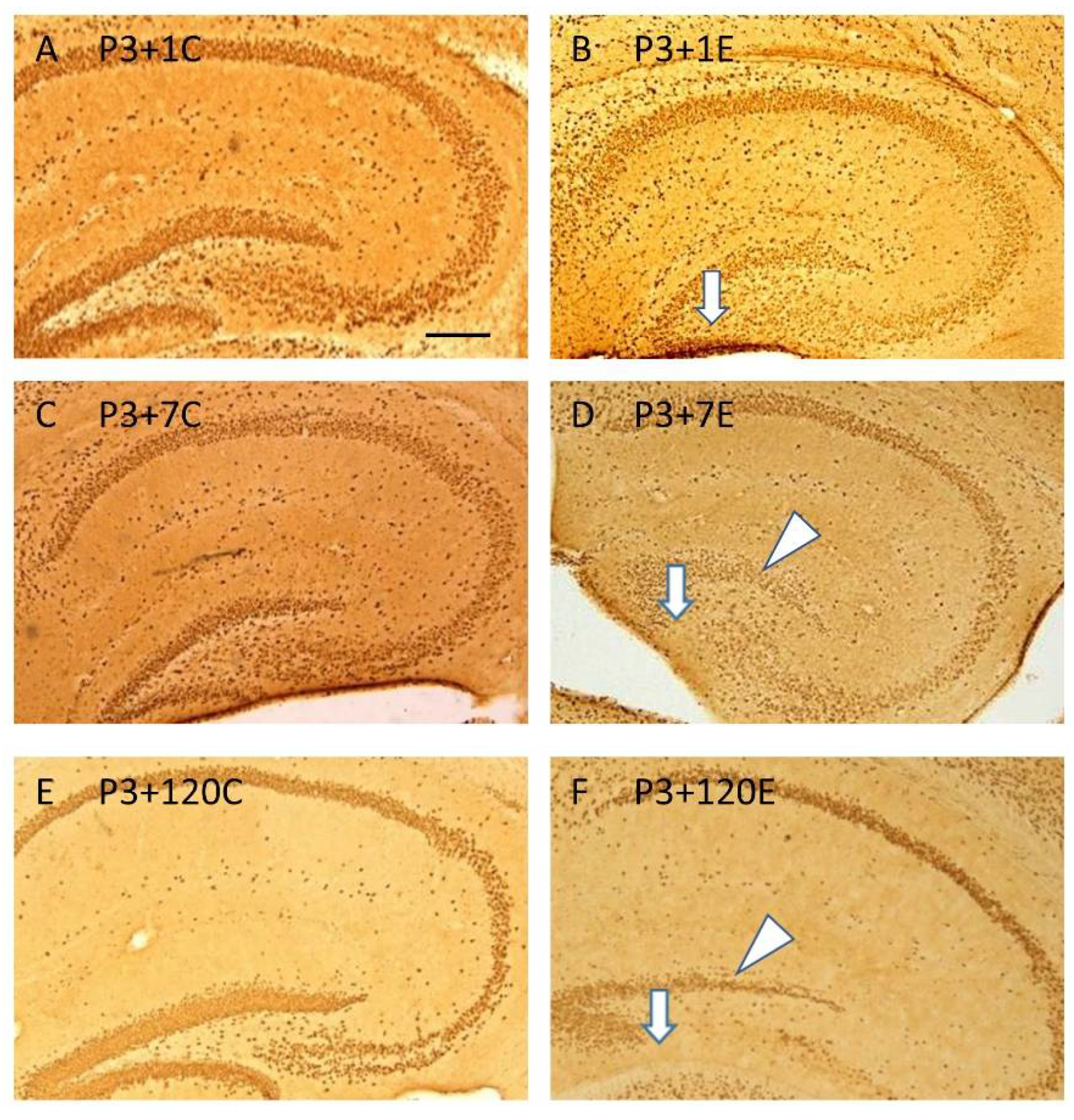 Cells 10 02476 g002 550