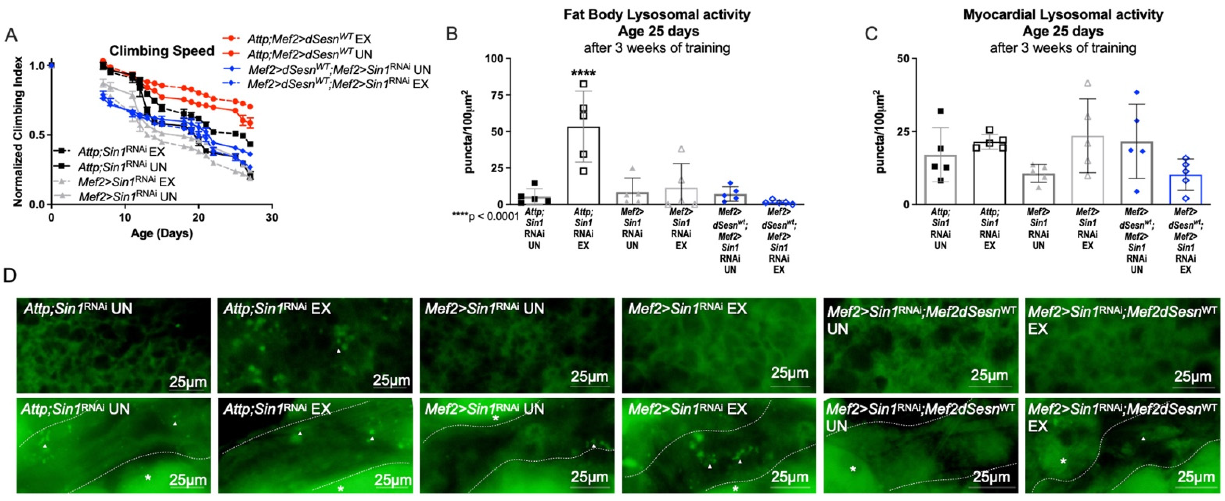 Cells 10 02479 g006 550