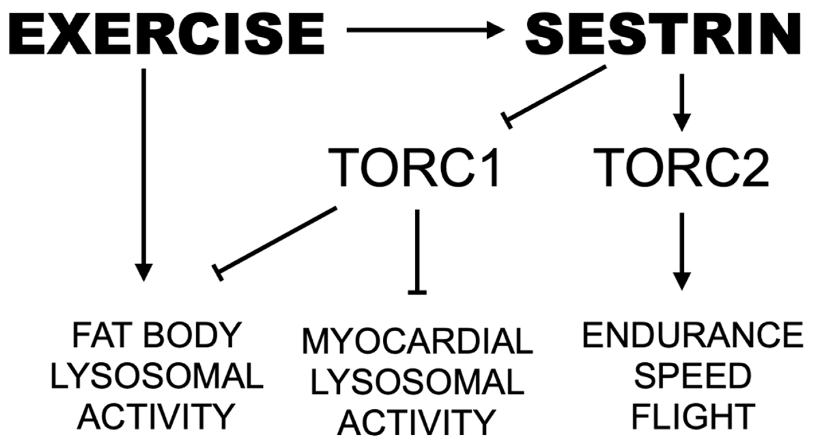 Cells 10 02479 g008 550