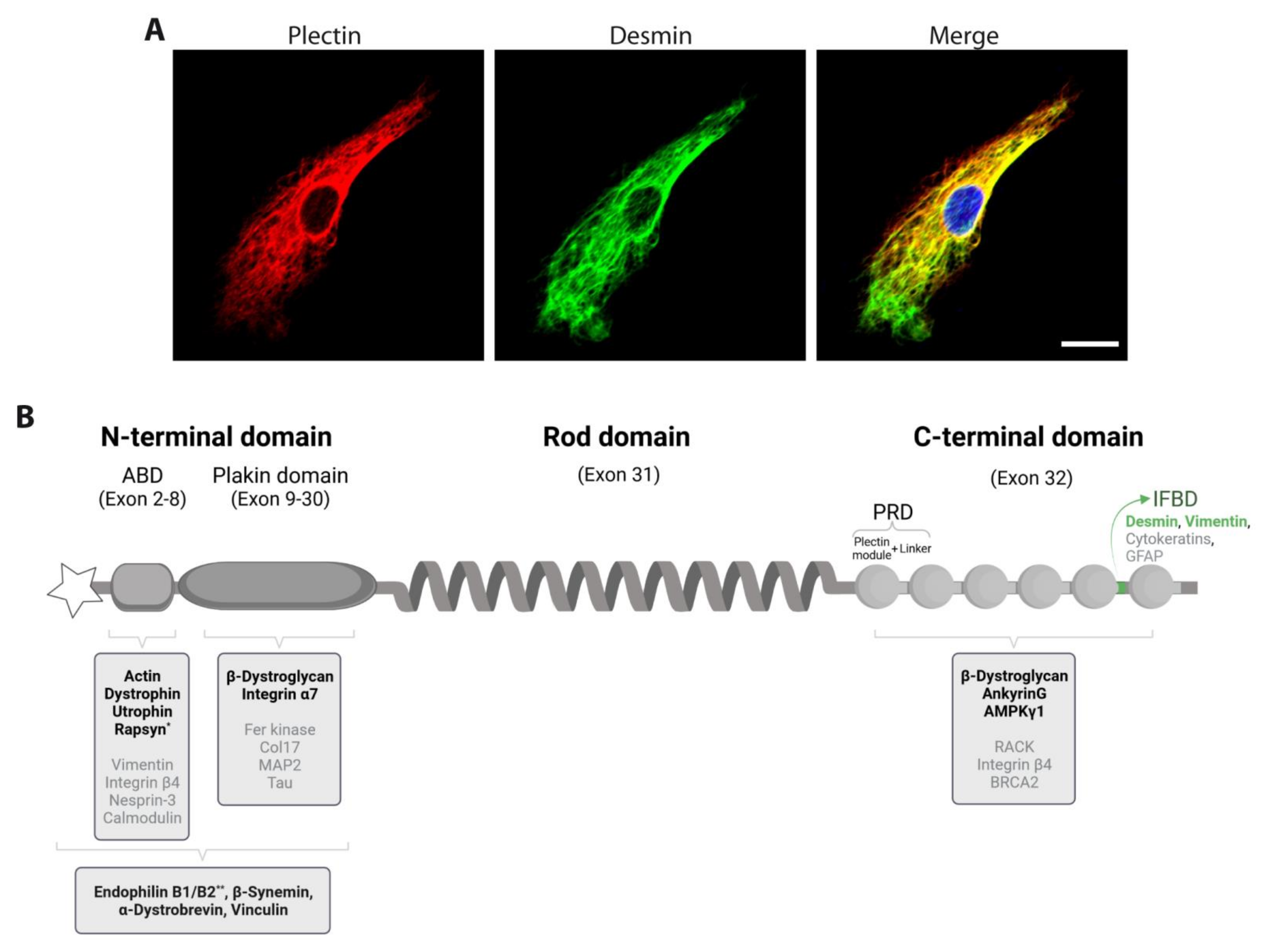 Cells 10 02480 g001 Cells 10 02480 g001