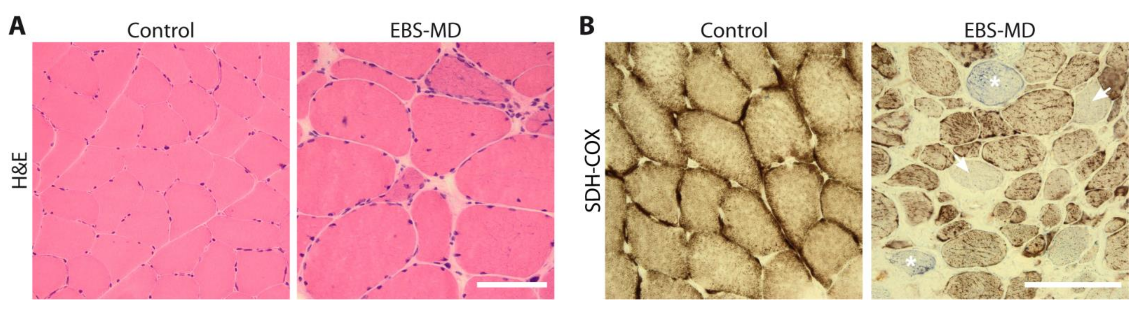 Cells 10 02480 g002 Cells 10 02480 g002