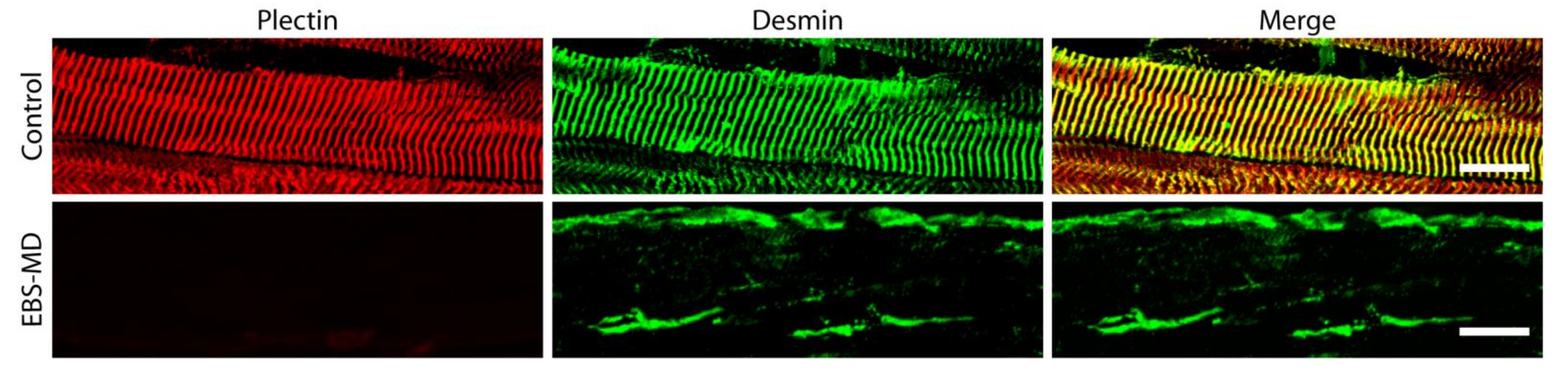 Cells 10 02480 g003 Cells 10 02480 g003