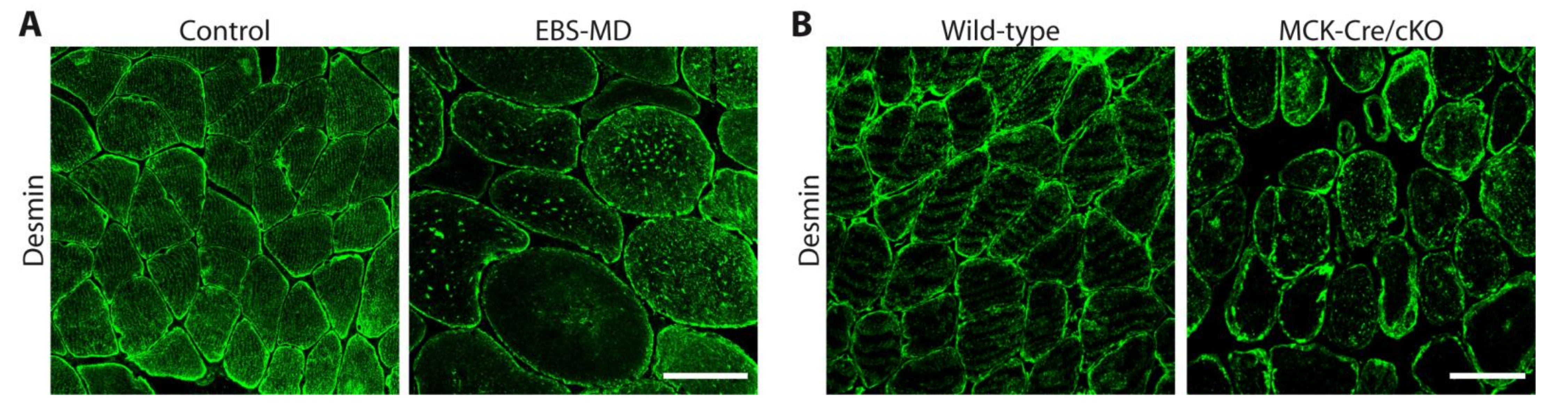 Cells 10 02480 g004 Cells 10 02480 g004
