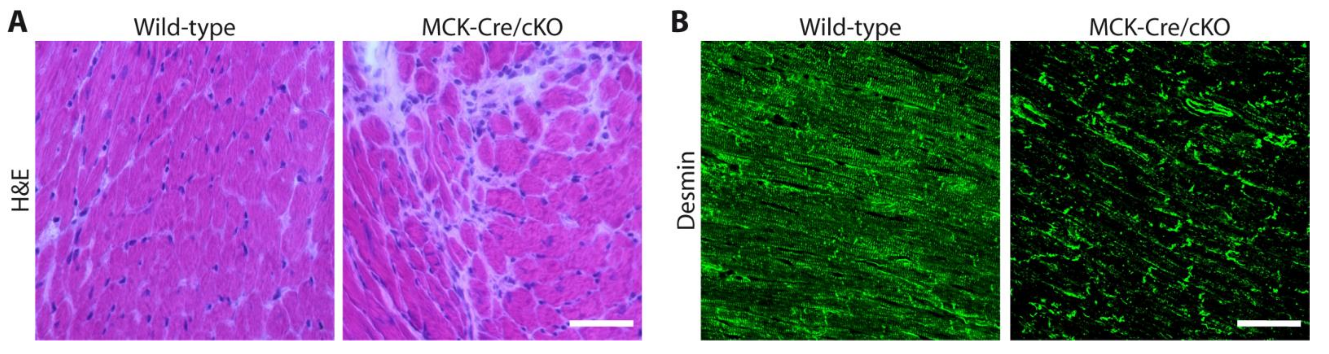 Cells 10 02480 g005 Cells 10 02480 g005