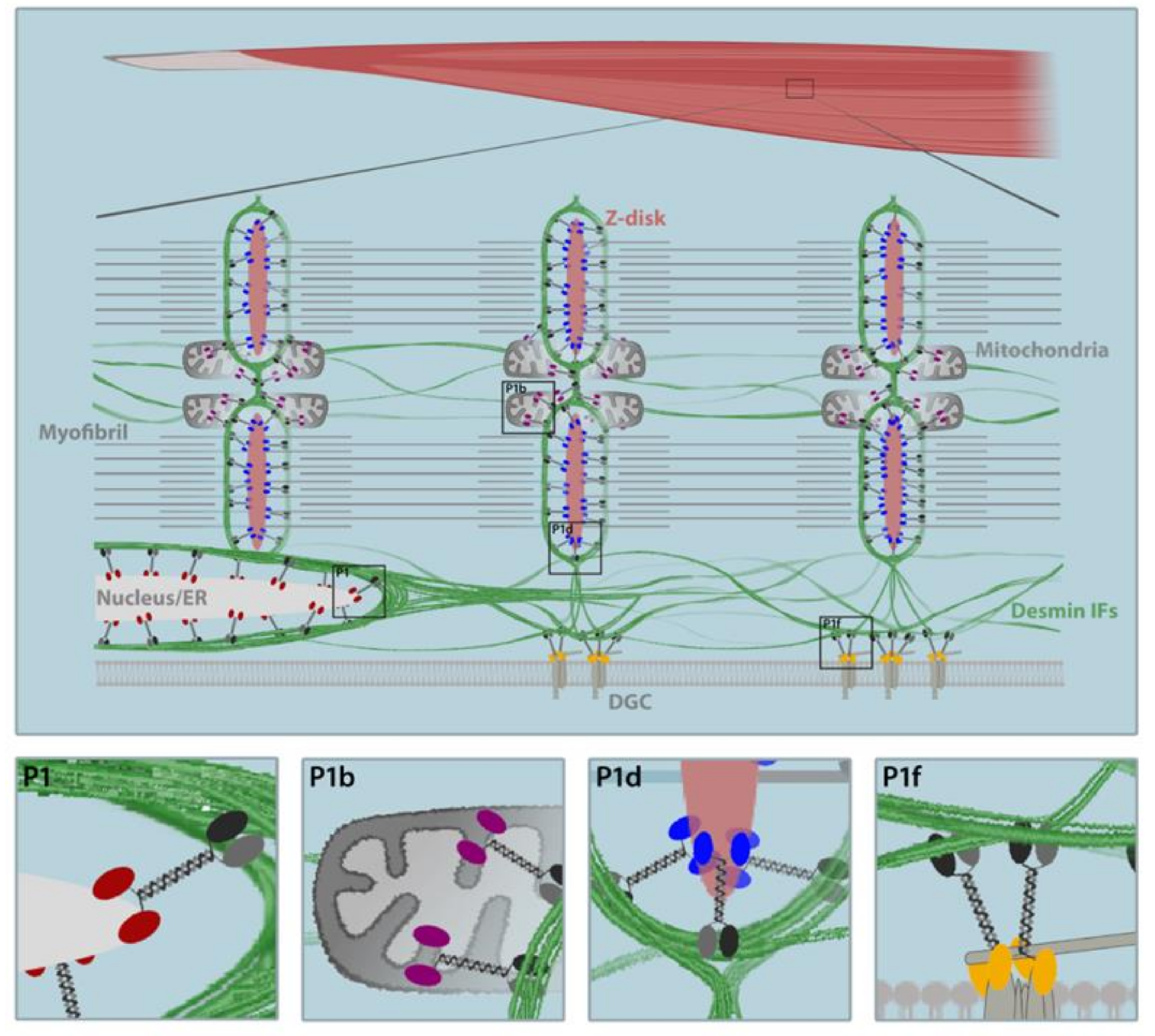 Cells 10 02480 g006 Cells 10 02480 g006