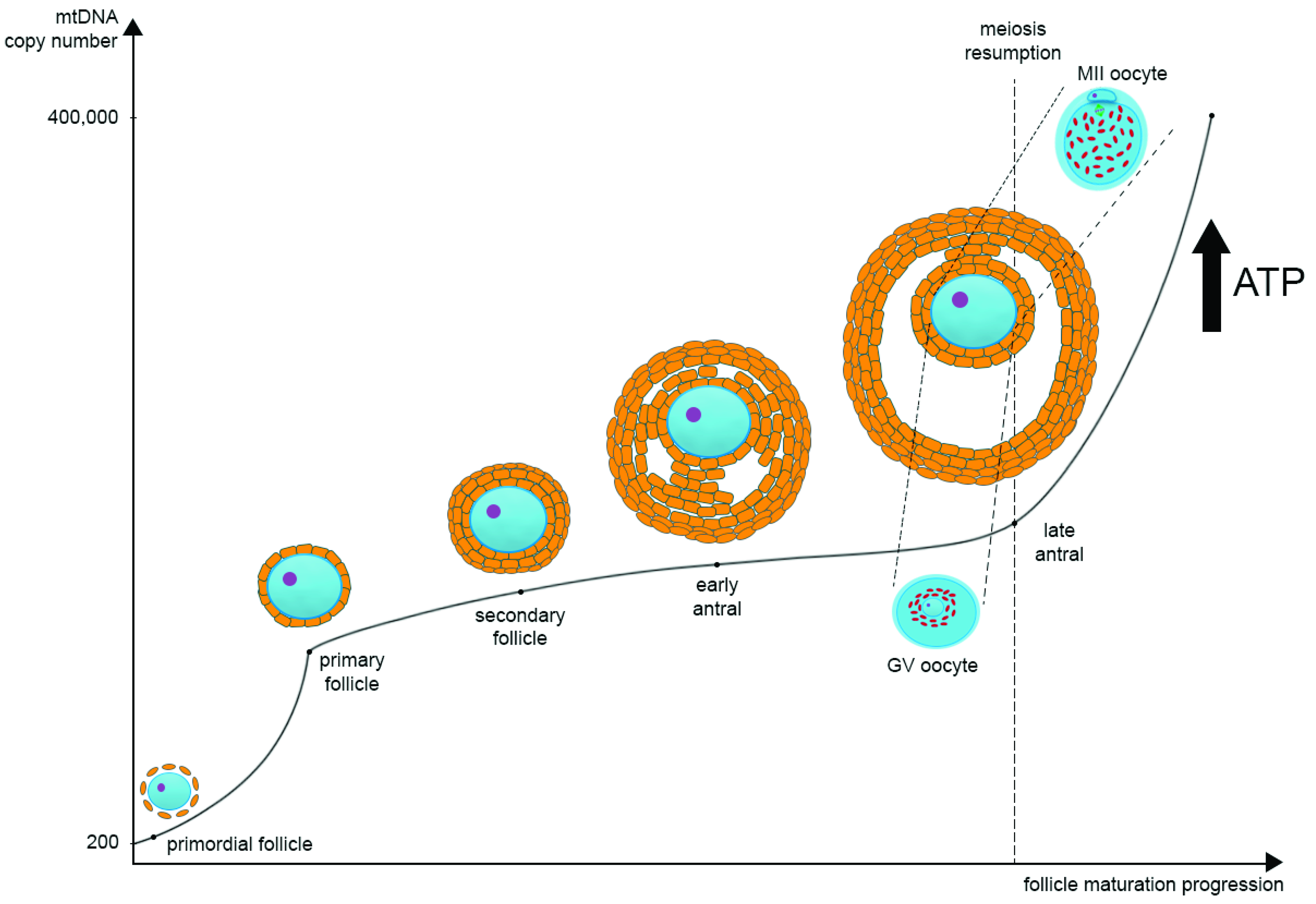 Cells 10 02484 g001 Cells 10 02484 g001