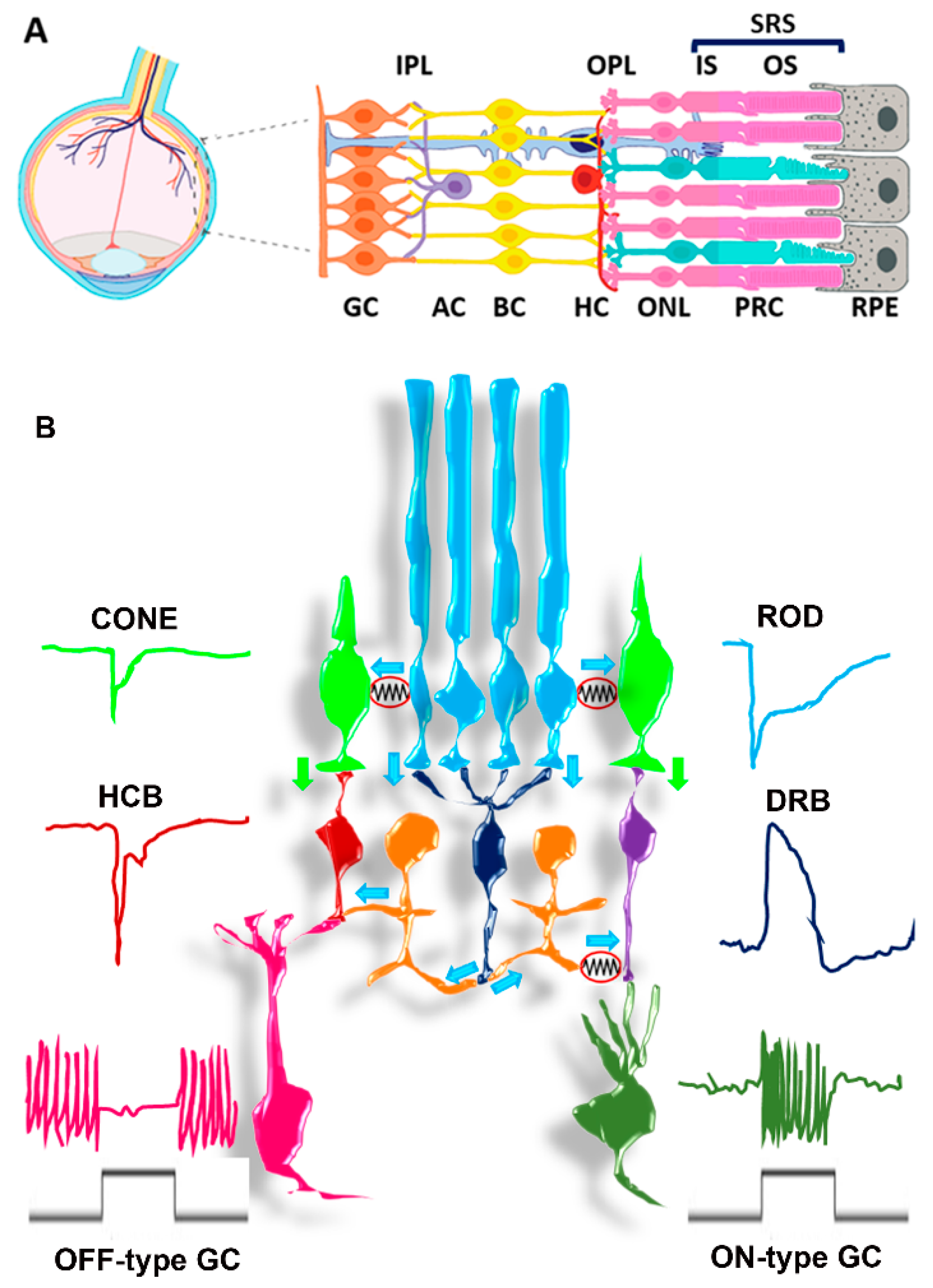 Cells 10 02489 g001 Cells 10 02489 g001