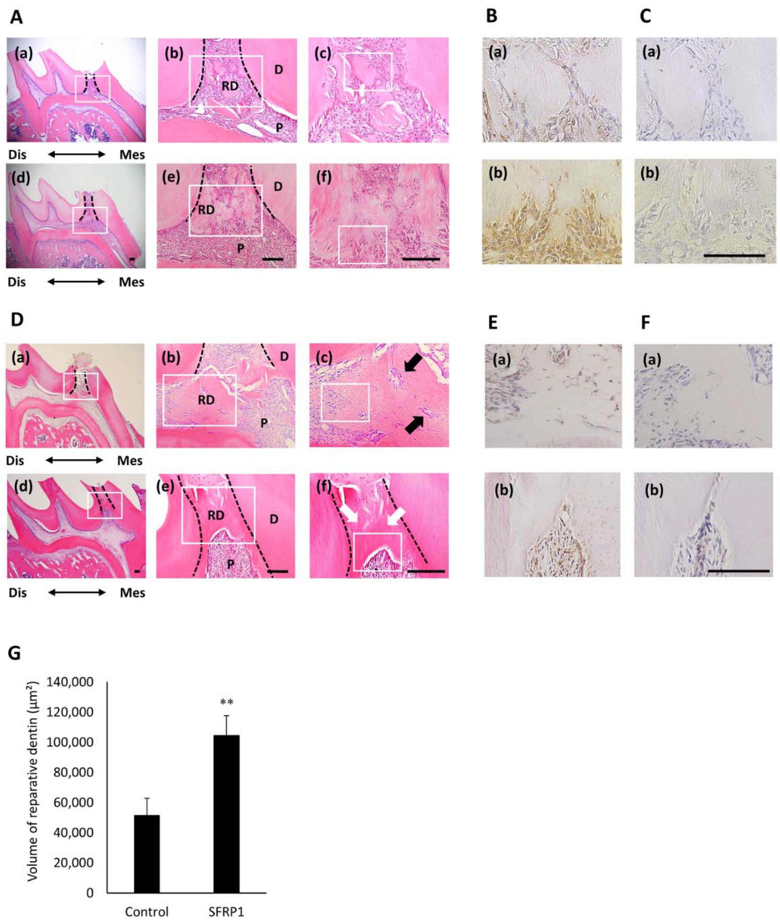 Cells 10 02491 g006 550