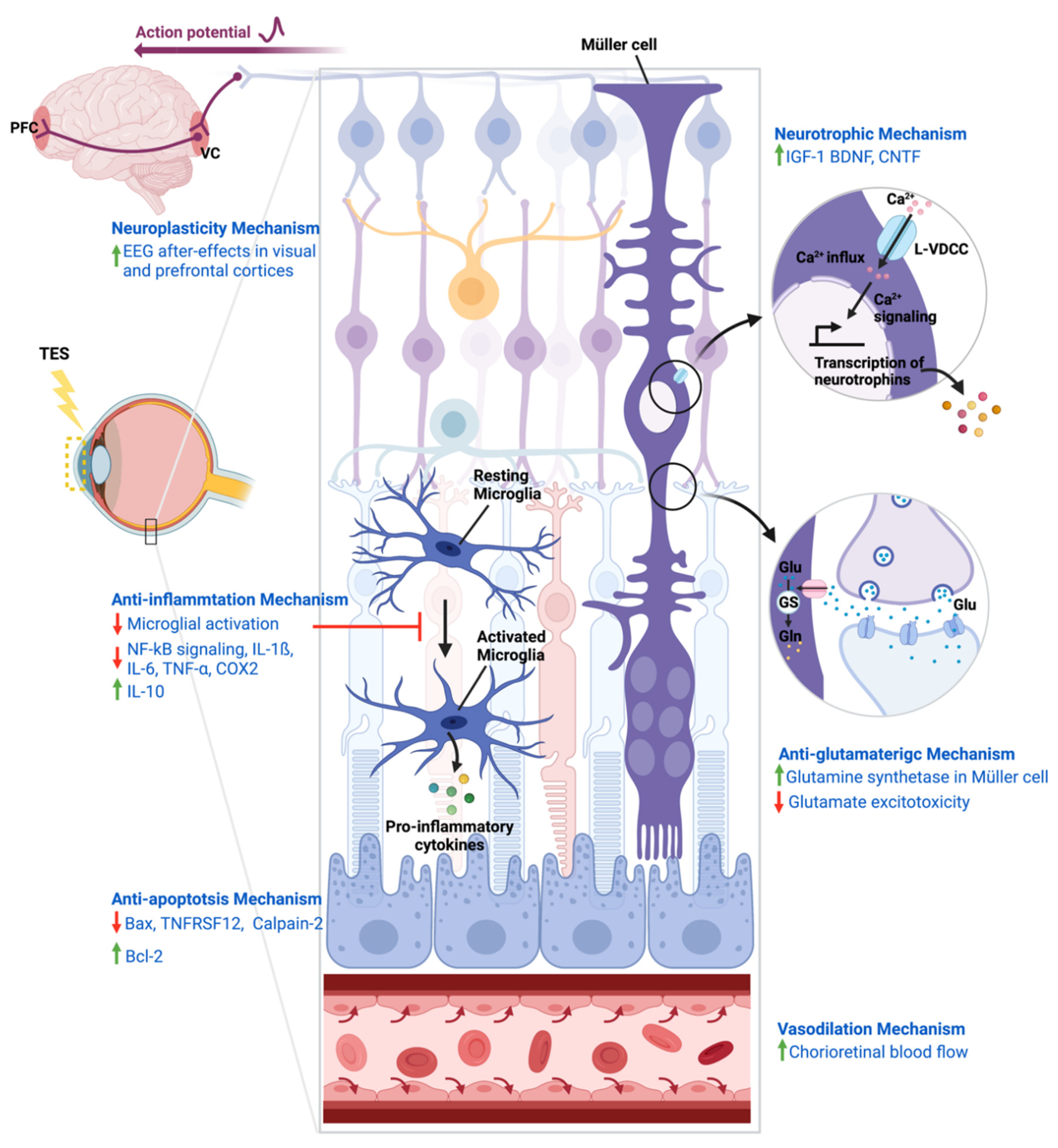 Cells 10 02492 g002 550