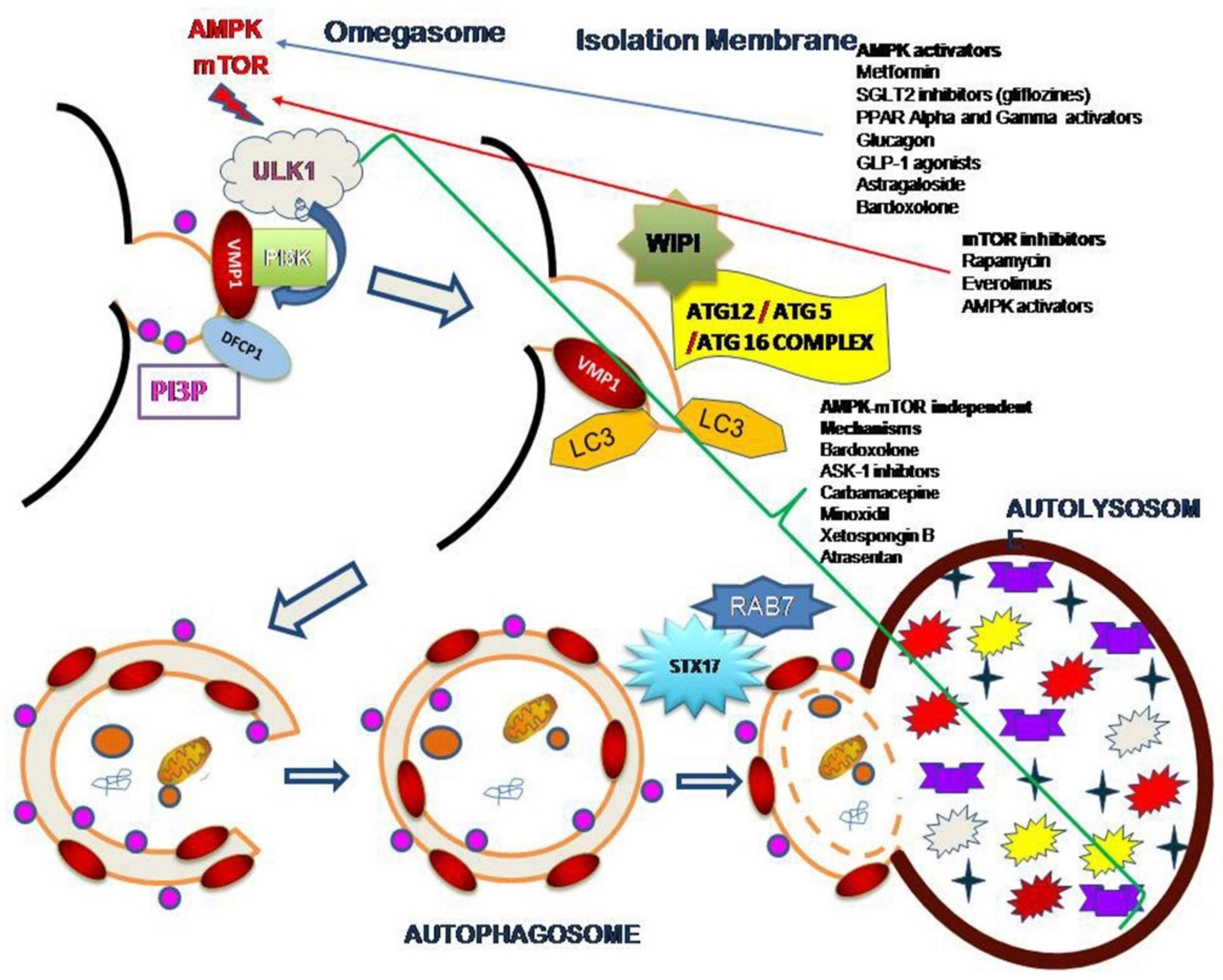 Cells 10 02497 g001 550