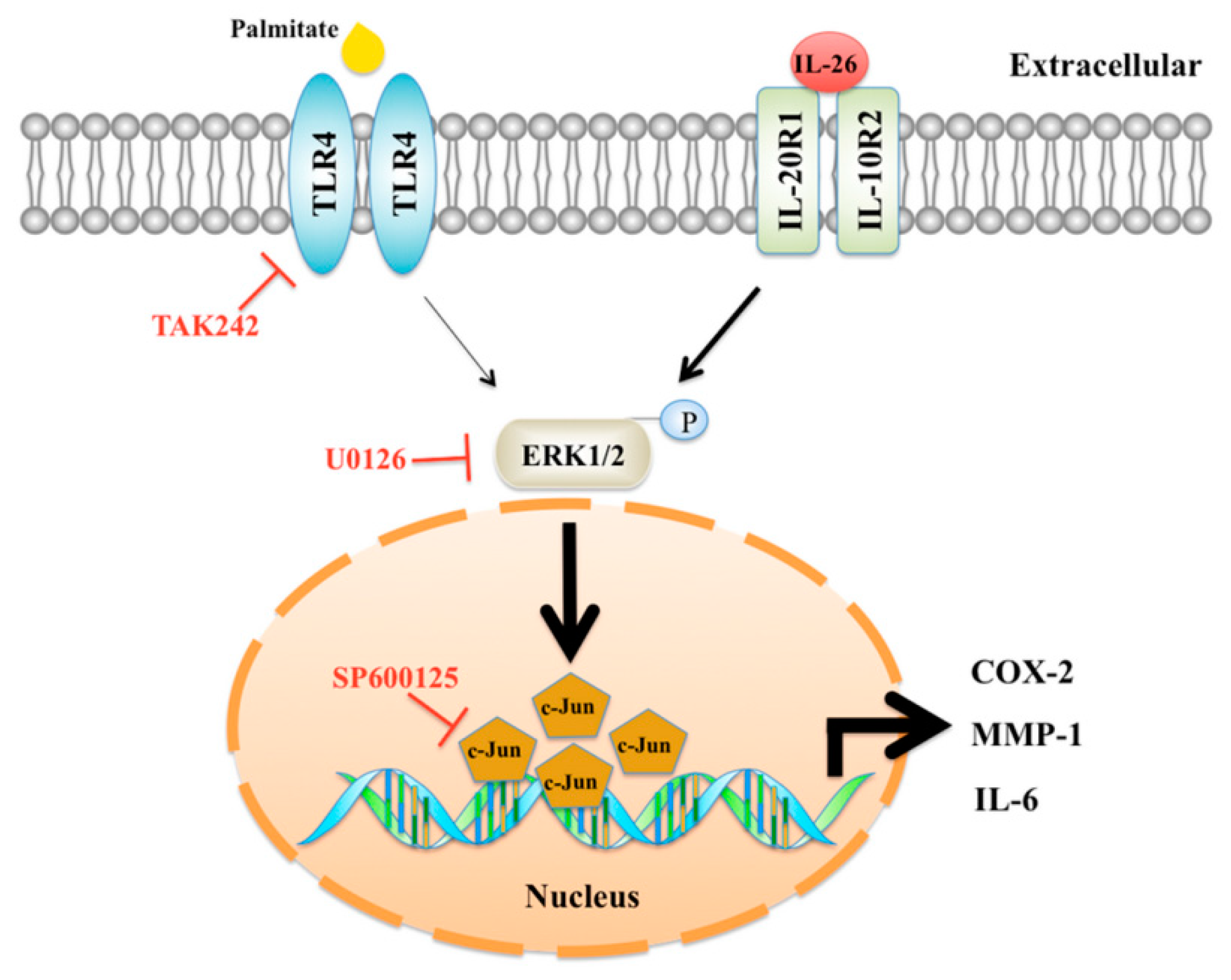 Cells 10 02500 g006 550
