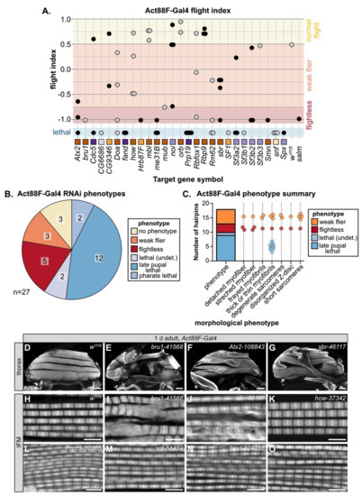 A Candidate RNAi Screen Reveals Diverse RNA-Binding Protein Phenotypes ...