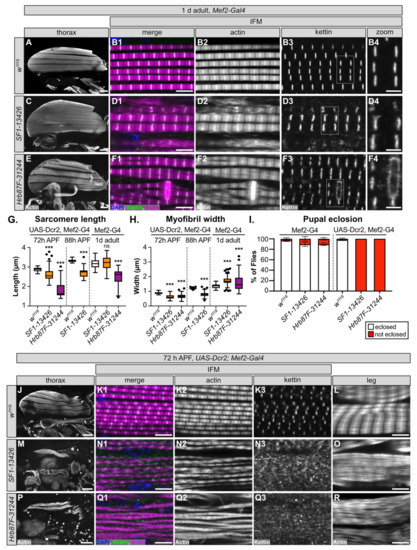 A Candidate RNAi Screen Reveals Diverse RNA-Binding Protein Phenotypes ...