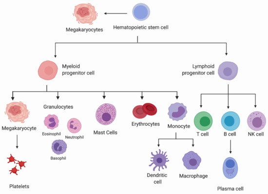 hematopoiesis-chart