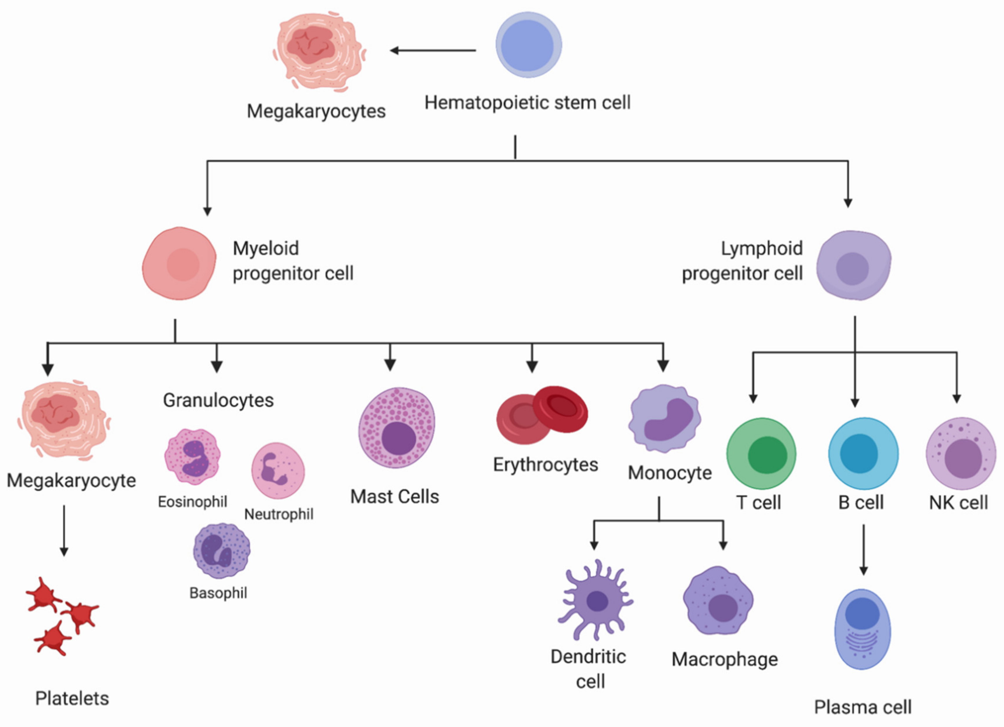 Origin of monocytes and macrophages in a committed progenitor