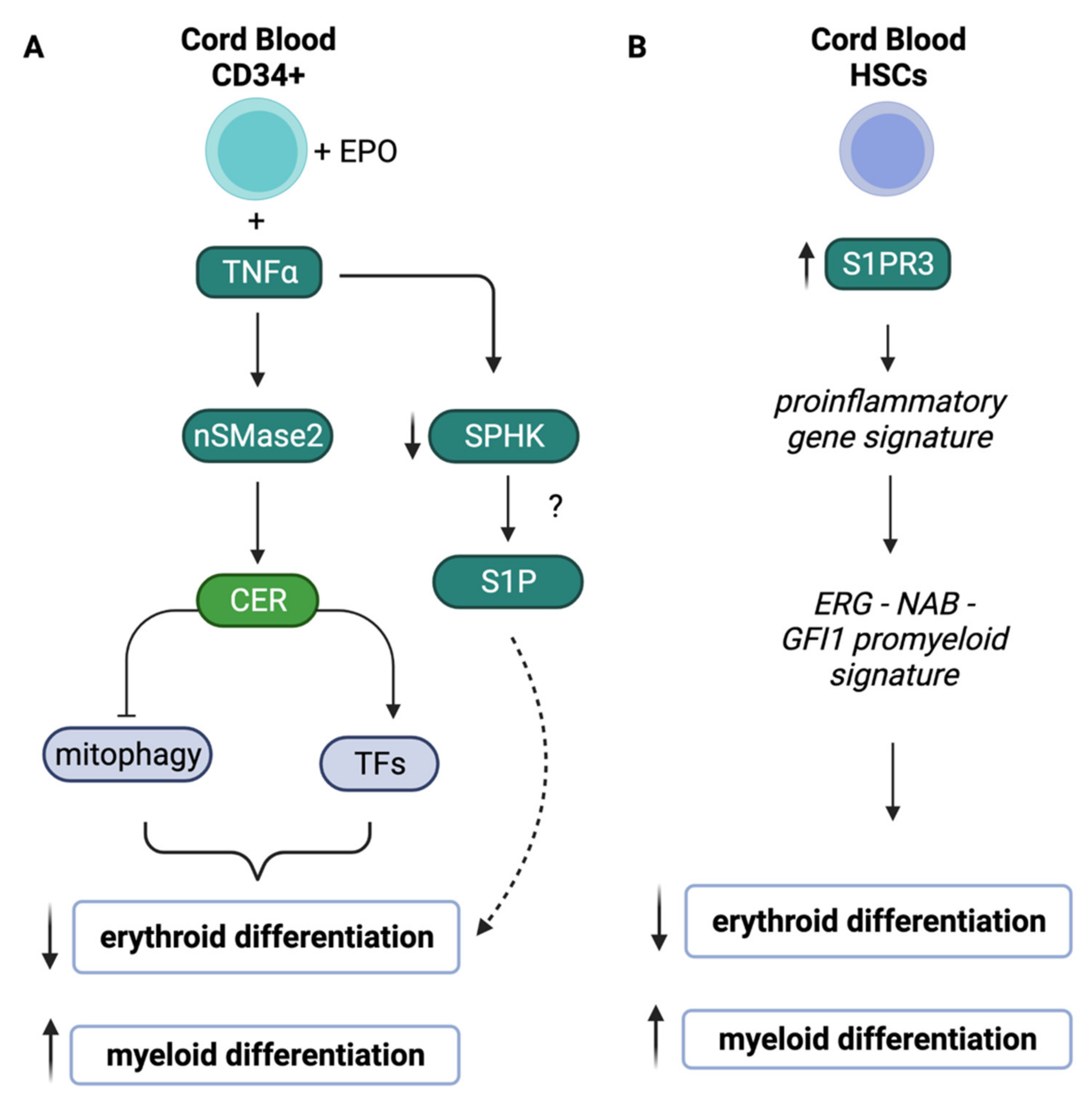 Cells 10 02507 g003 Cells 10 02507 g003