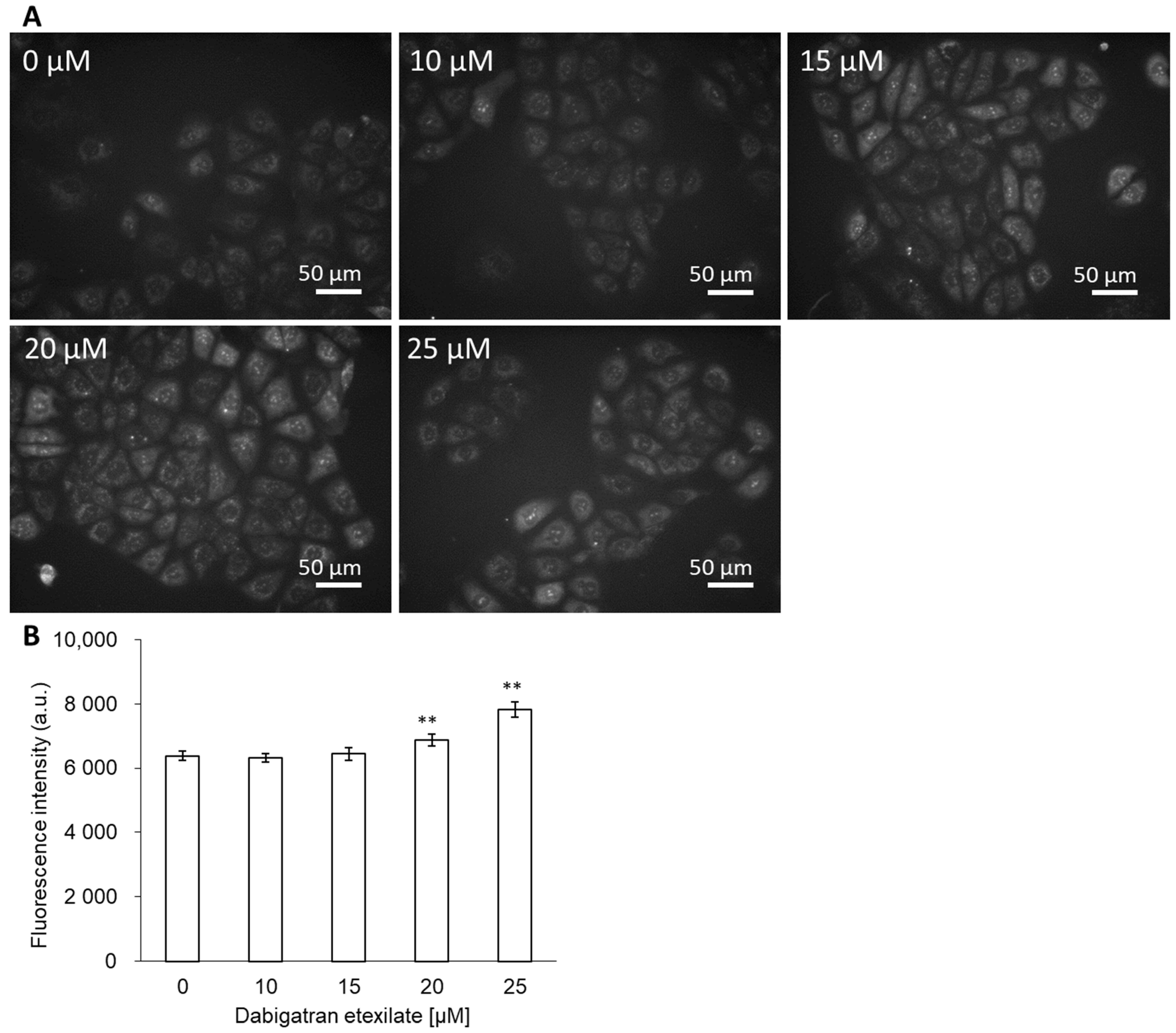 Cells 10 02508 g002 Cells 10 02508 g002