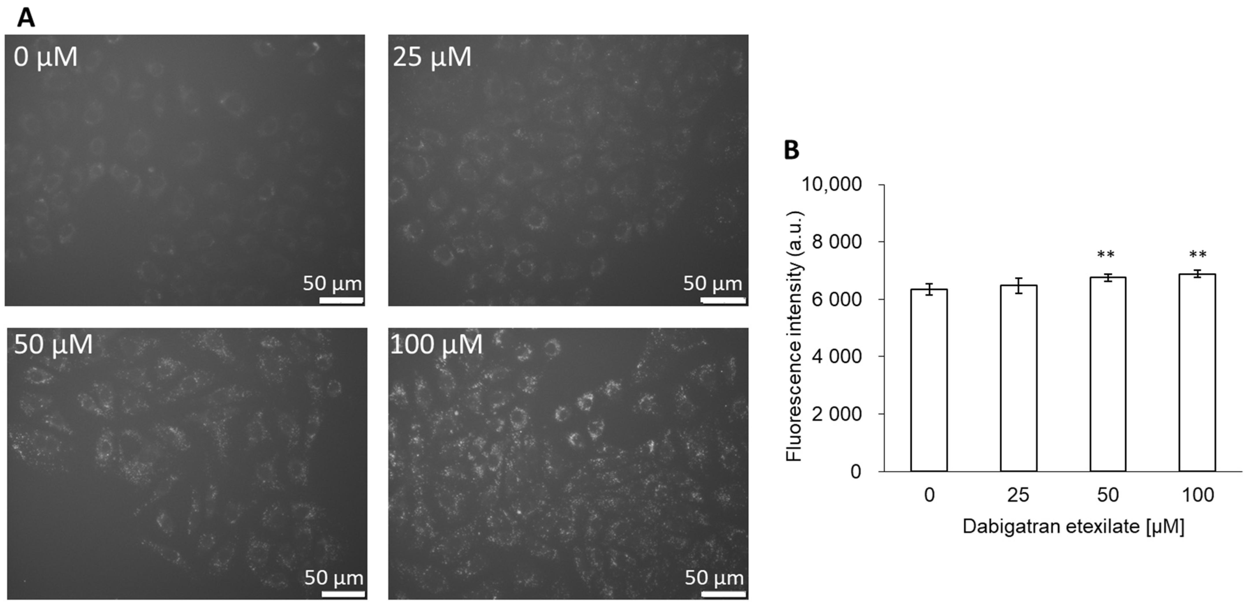 Cells 10 02508 g003 Cells 10 02508 g003