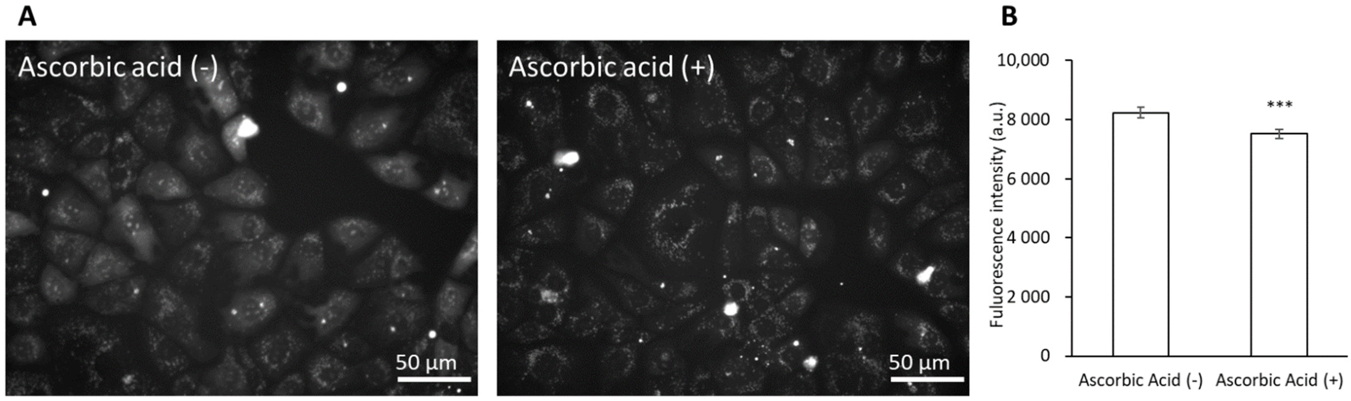 Cells 10 02508 g006 Cells 10 02508 g006