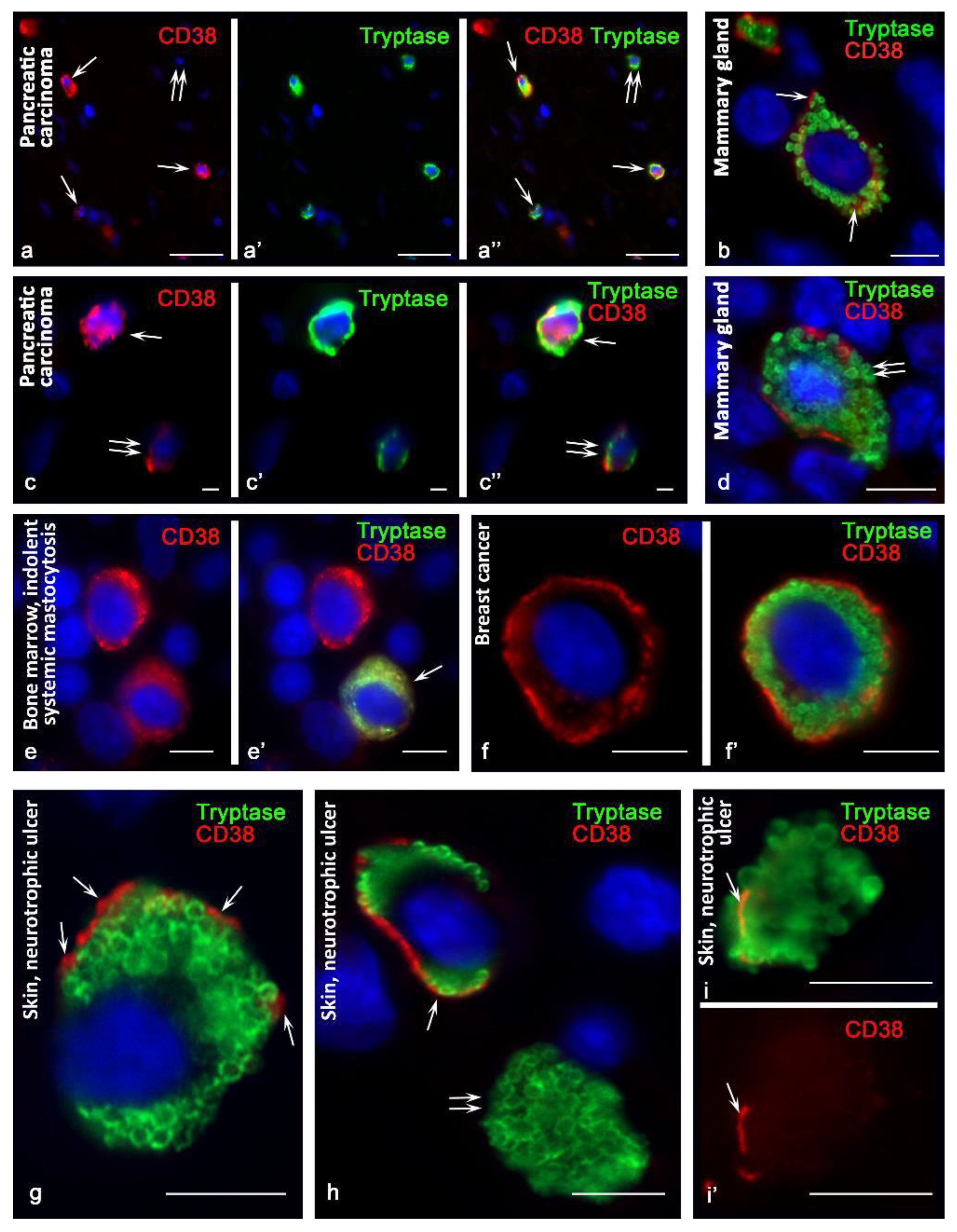 Cells 10 02511 g001 550