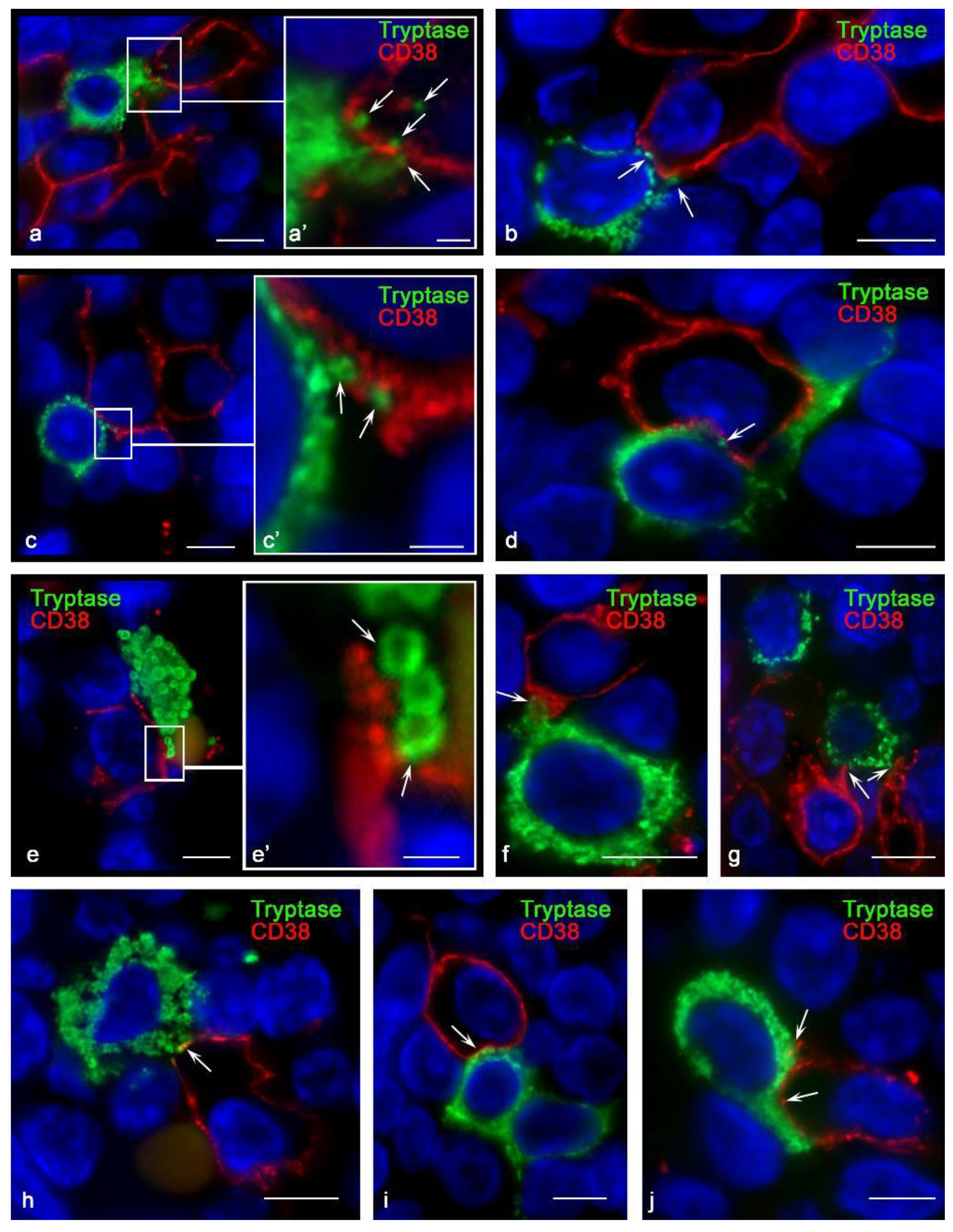 Cells 10 02511 g004 550