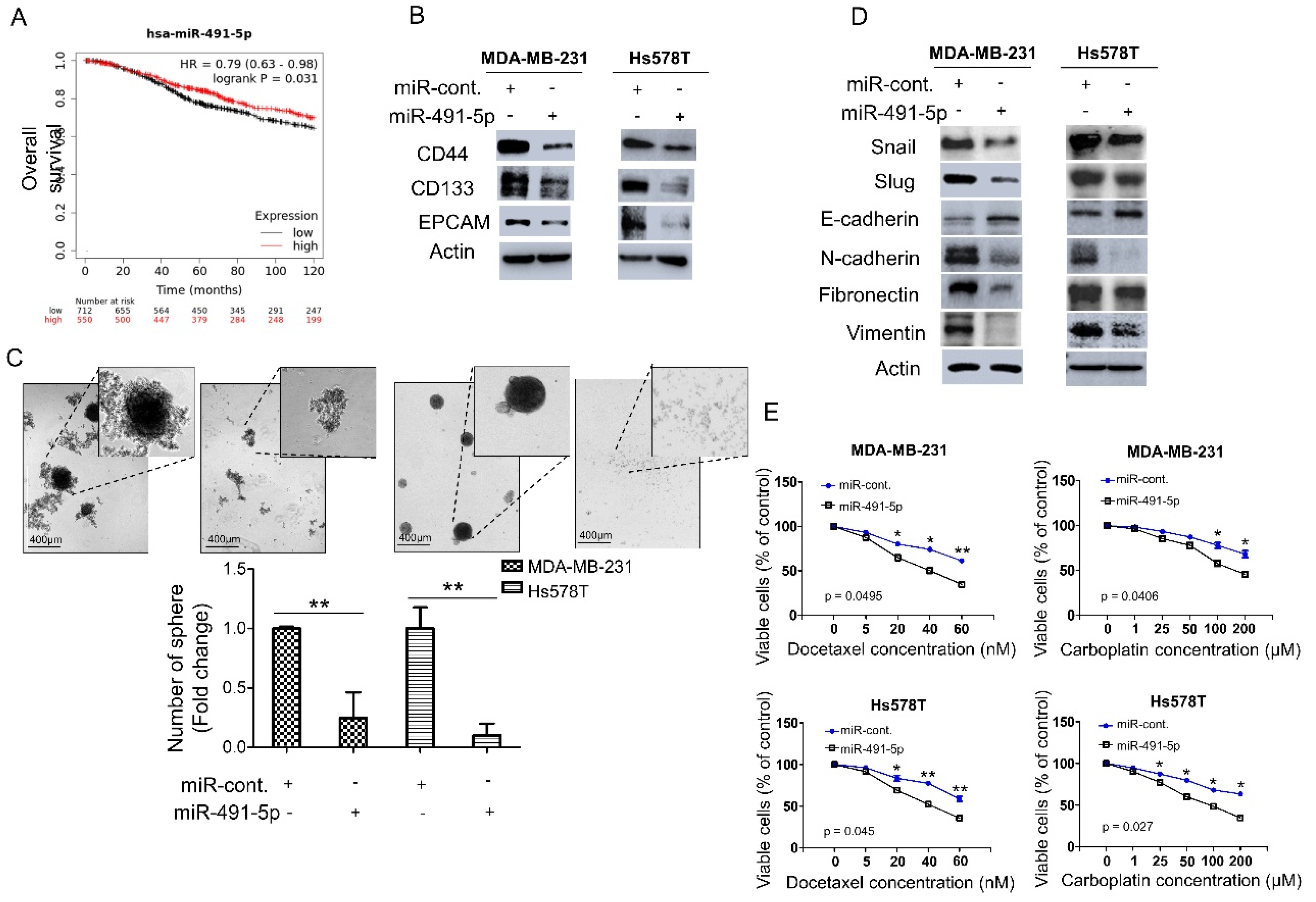 Identification of the Novel Tumor Suppressor Role of FOCAD/miR-491