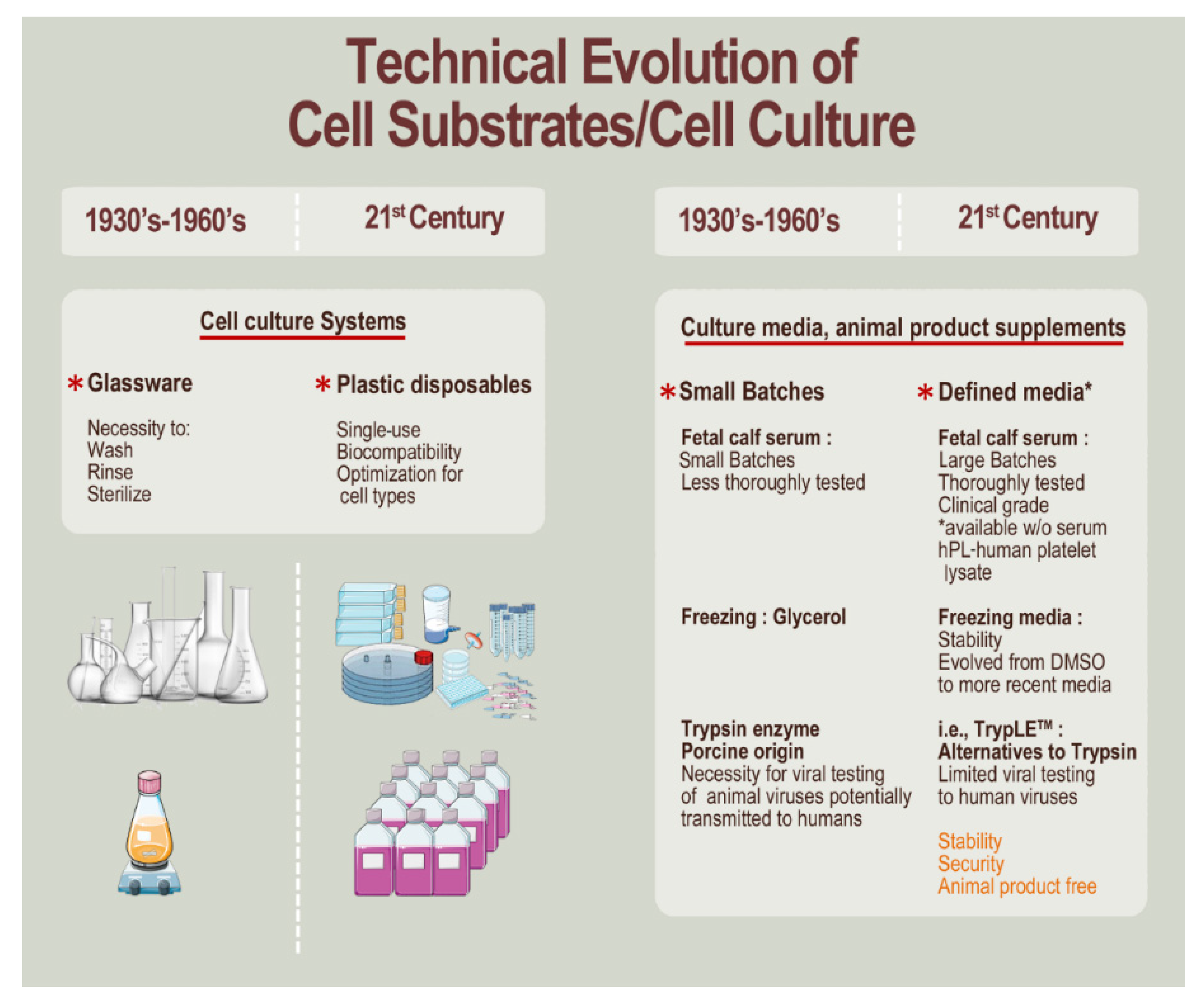 Cells | Free Full-Text | Evolution of Diploid Progenitor Lung Cell  Applications: From Optimized Biotechnological Substrates to Potential  Active Pharmaceutical Ingredients in Respiratory Tract Regenerative Medicine