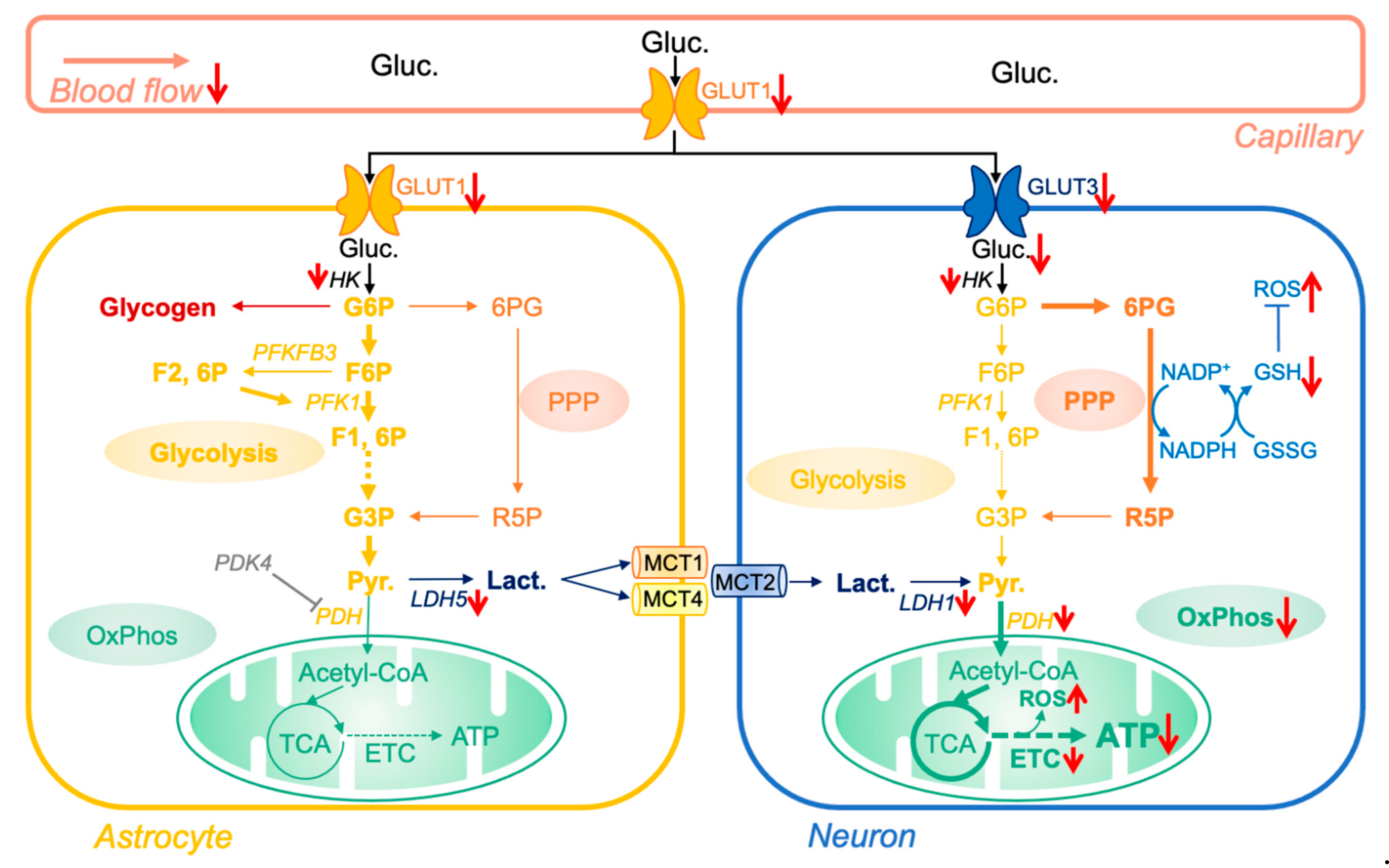 Cells 10 02531 g001 550