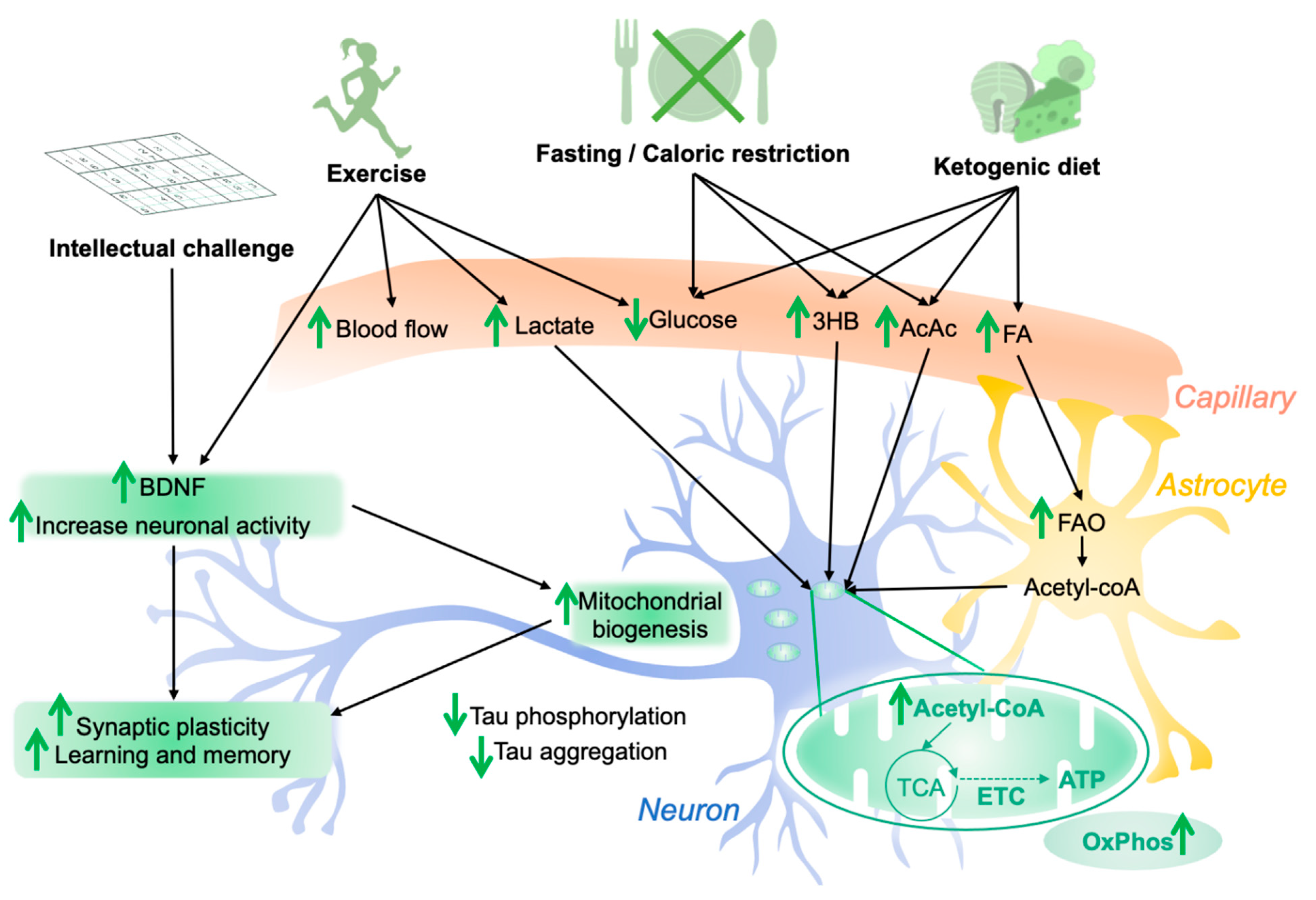 Cells 10 02531 g003 550