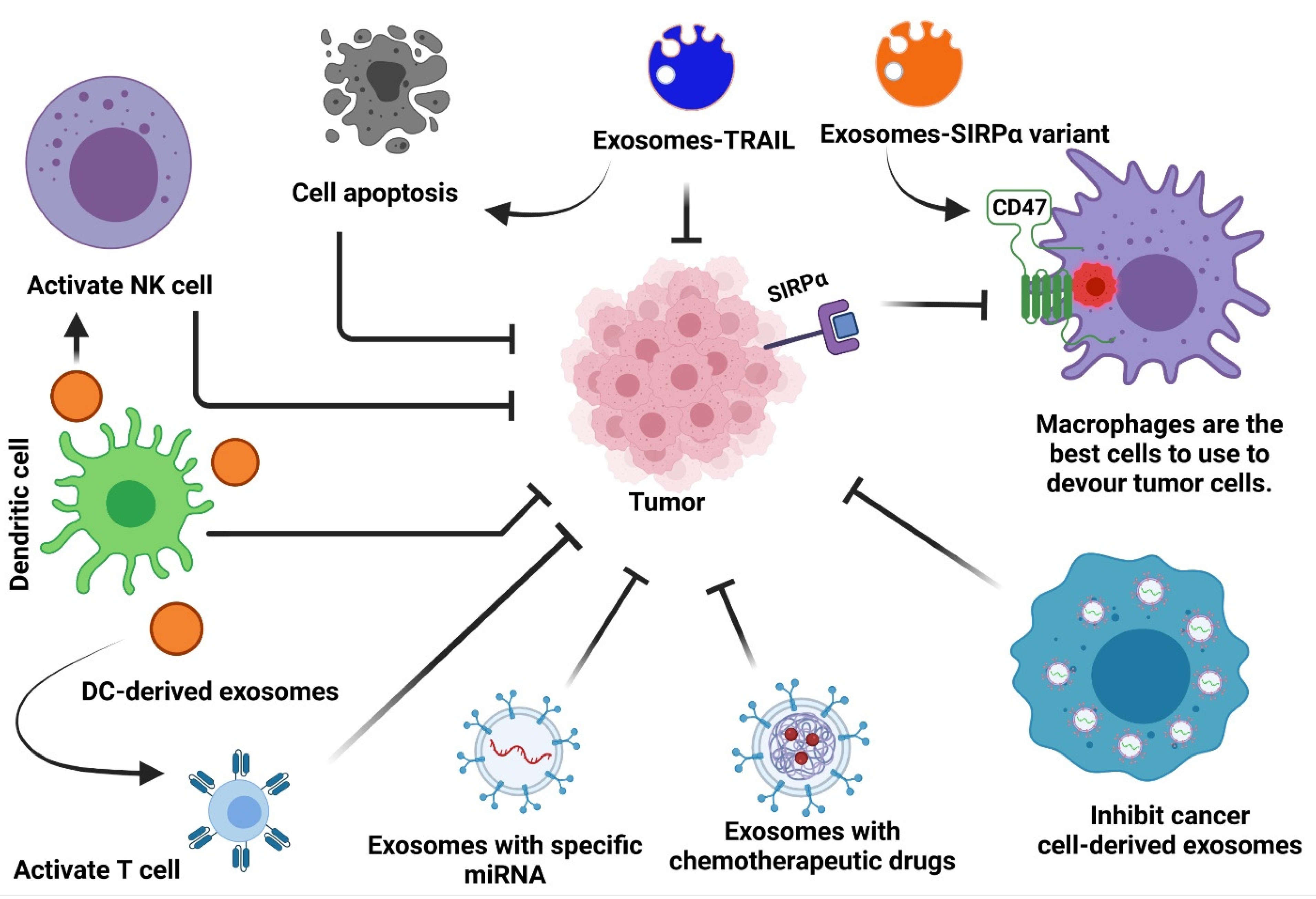 Cells 10 02533 g002 550